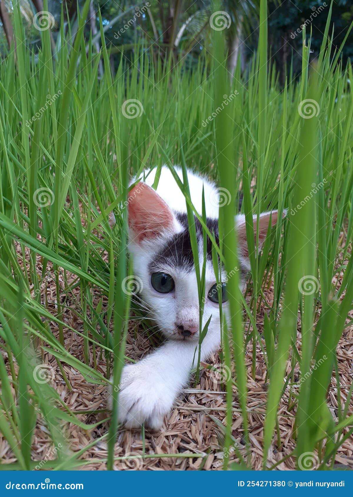 White cat in the garden stock photo. Image of grass 254271380