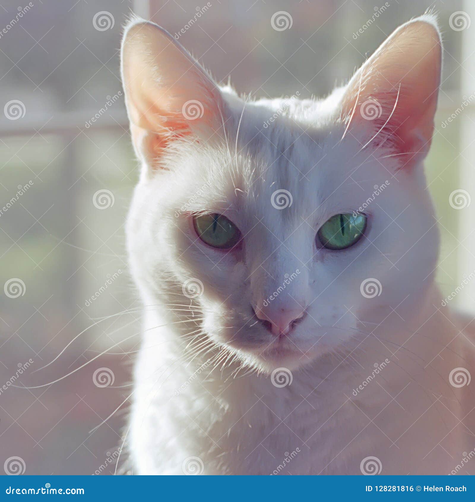 My Image 29