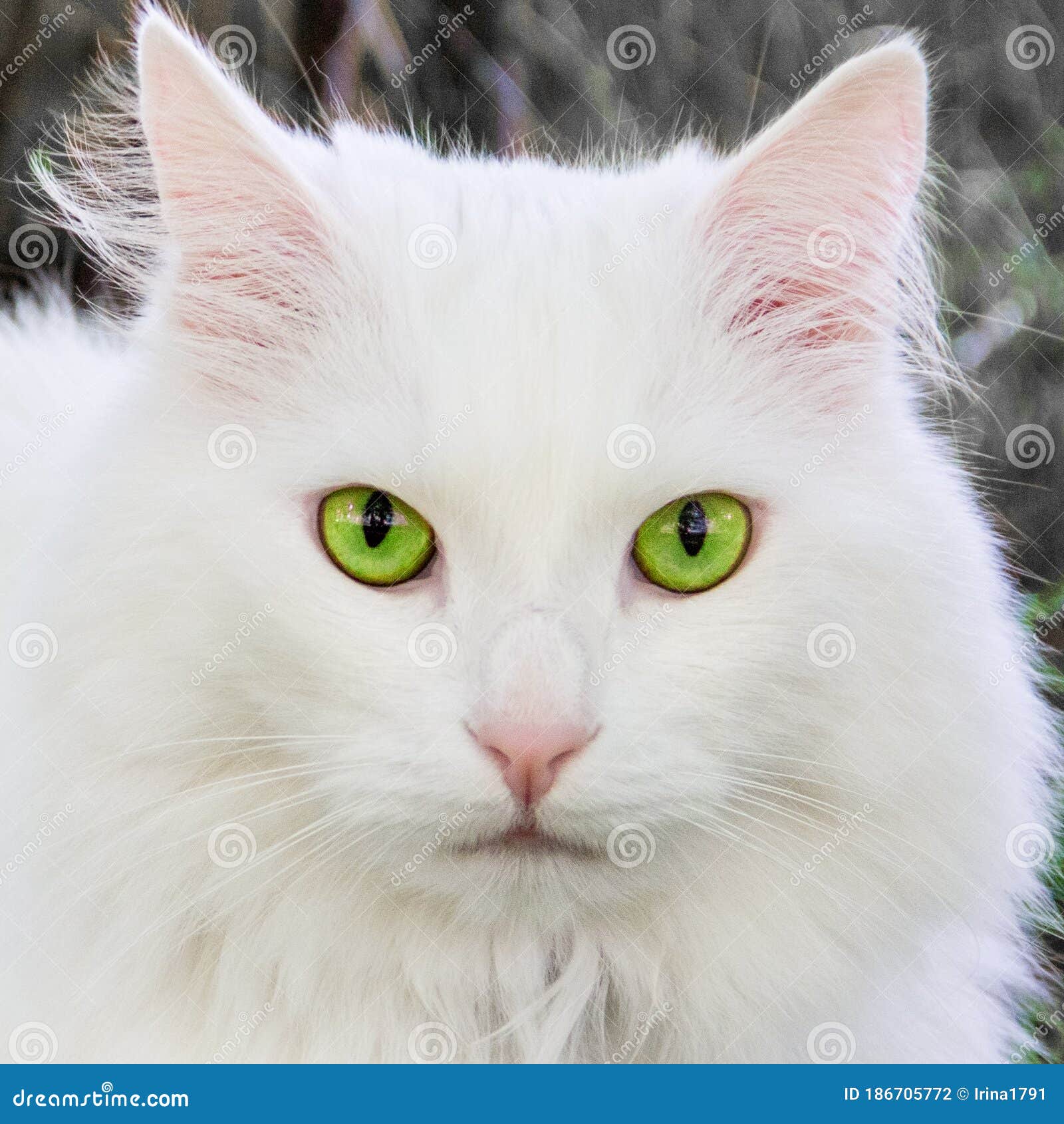 My Image 24