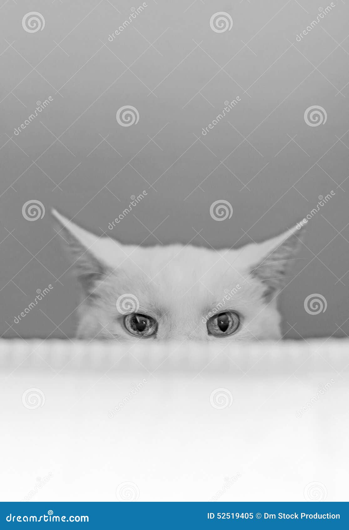 White cat hiding. stock image. Image of kitten, curious 52519405