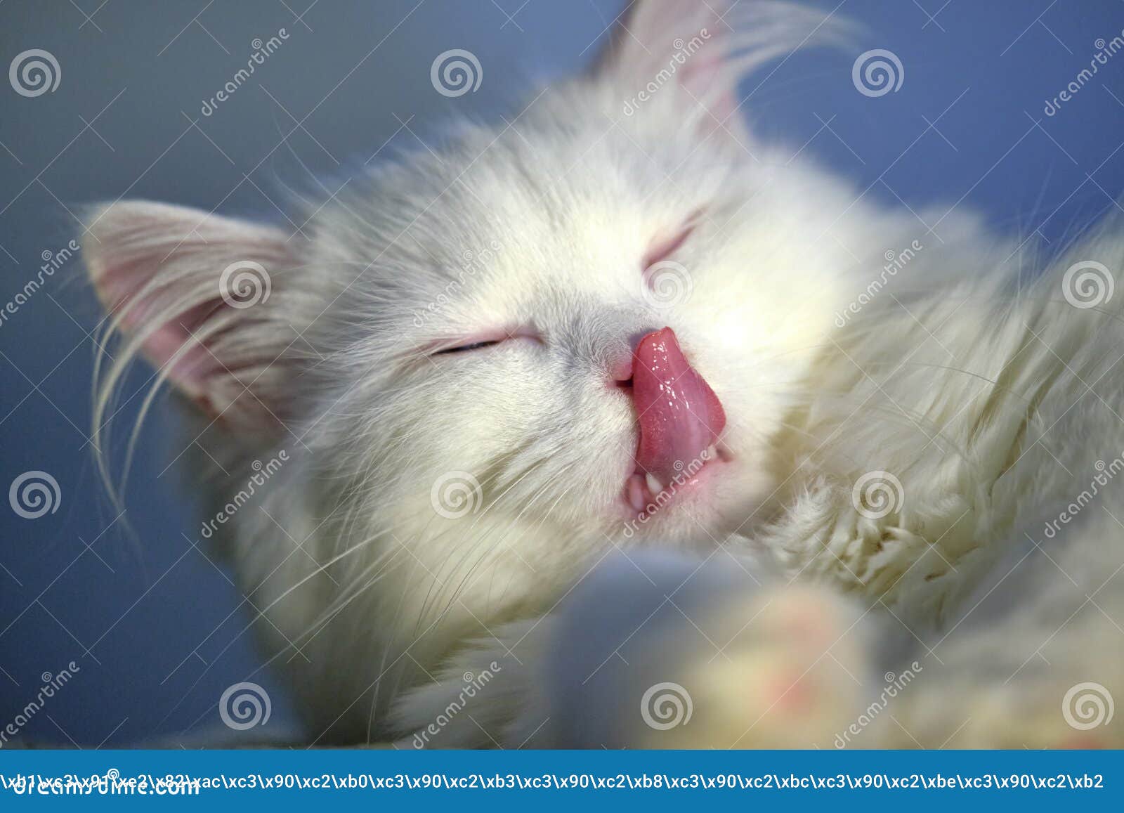 White Cat Licks Closeup Color Macro Stock Photo Image of cleaning
