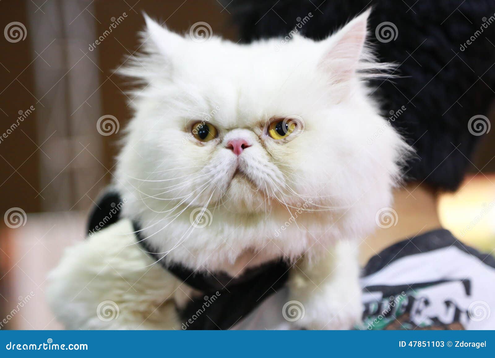 Angry White Cat stock image. Image of young, sparkle - 47851103