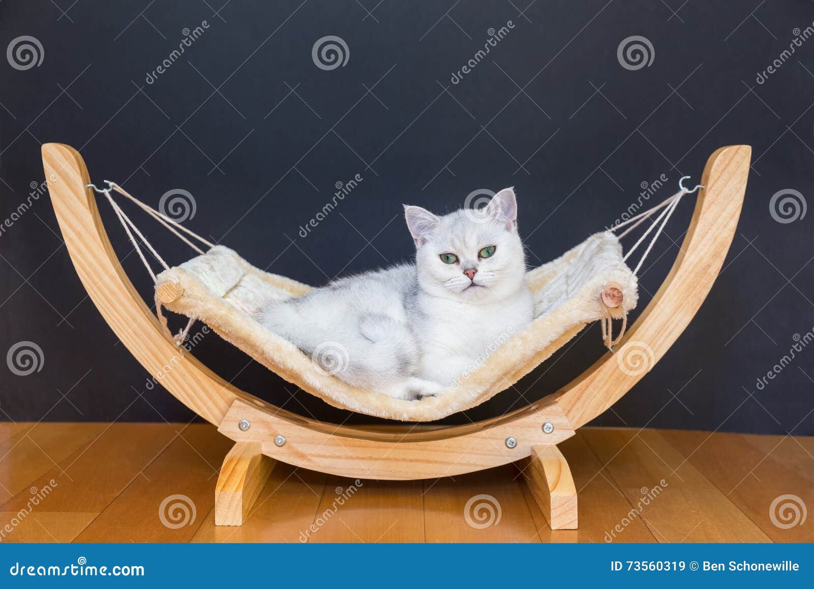 White Cat Lying Lazy In Hammock Stock Image - Image of hair ...