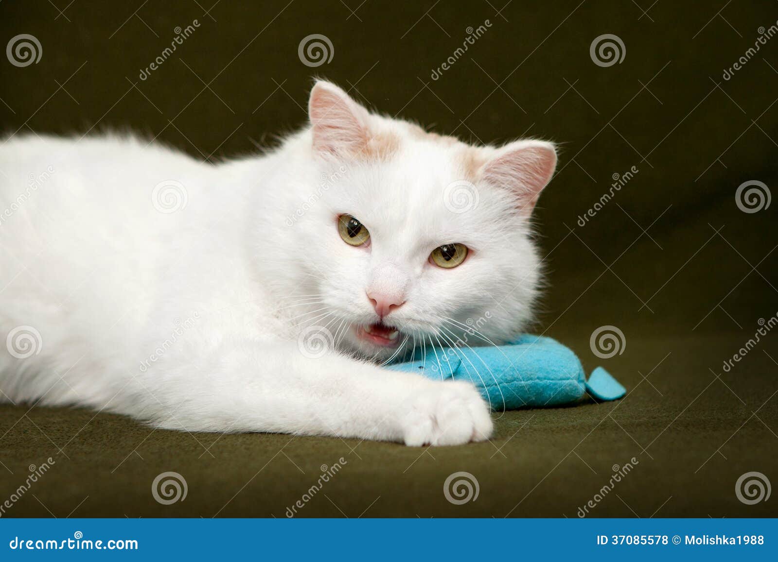 White Cat Lying with Mouse on Green Blanket Stock Photo Image of
