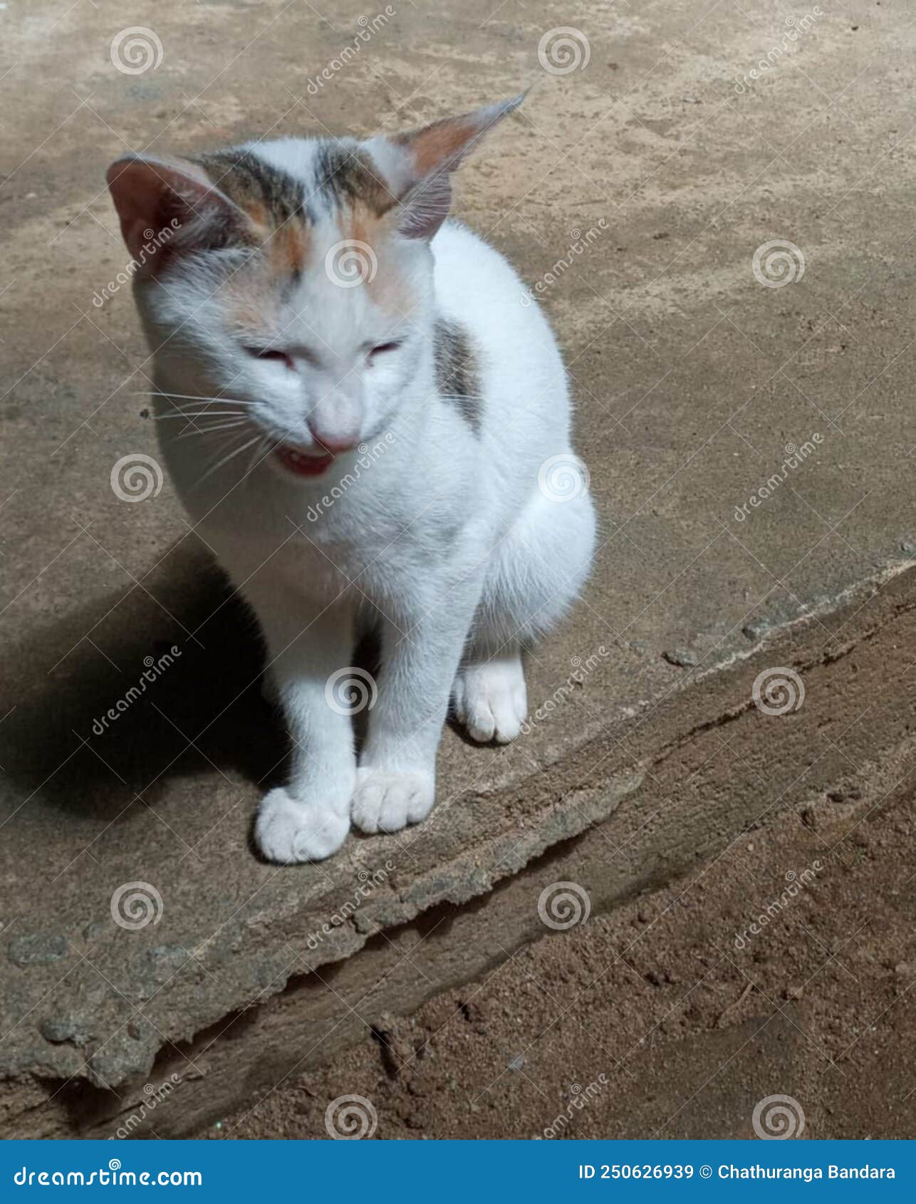 A white cat meowing stock image. Image of sitting, kitty 250626939