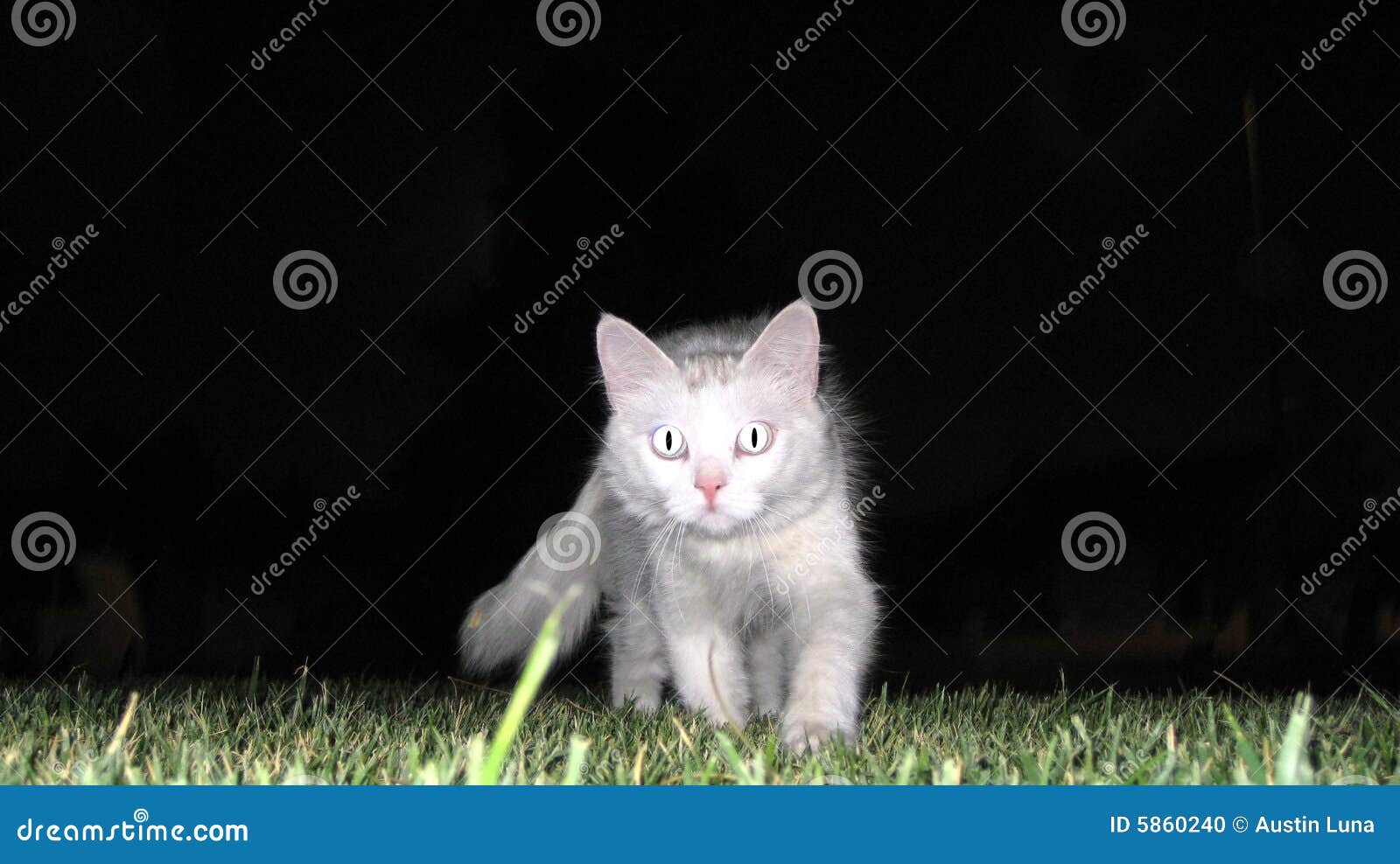 White cat night stock photo. Image of wide, animals, black 5860240