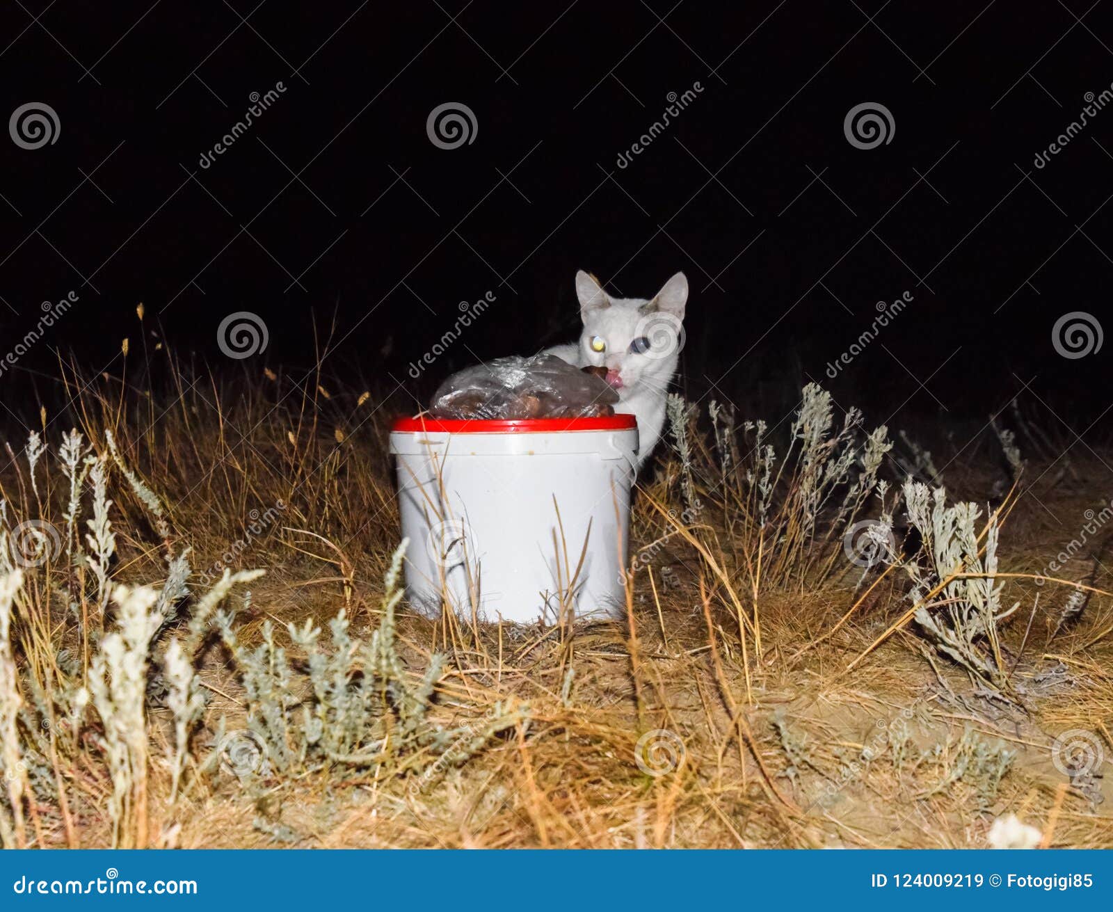 ate cats nocturnal ate cats nocturnal