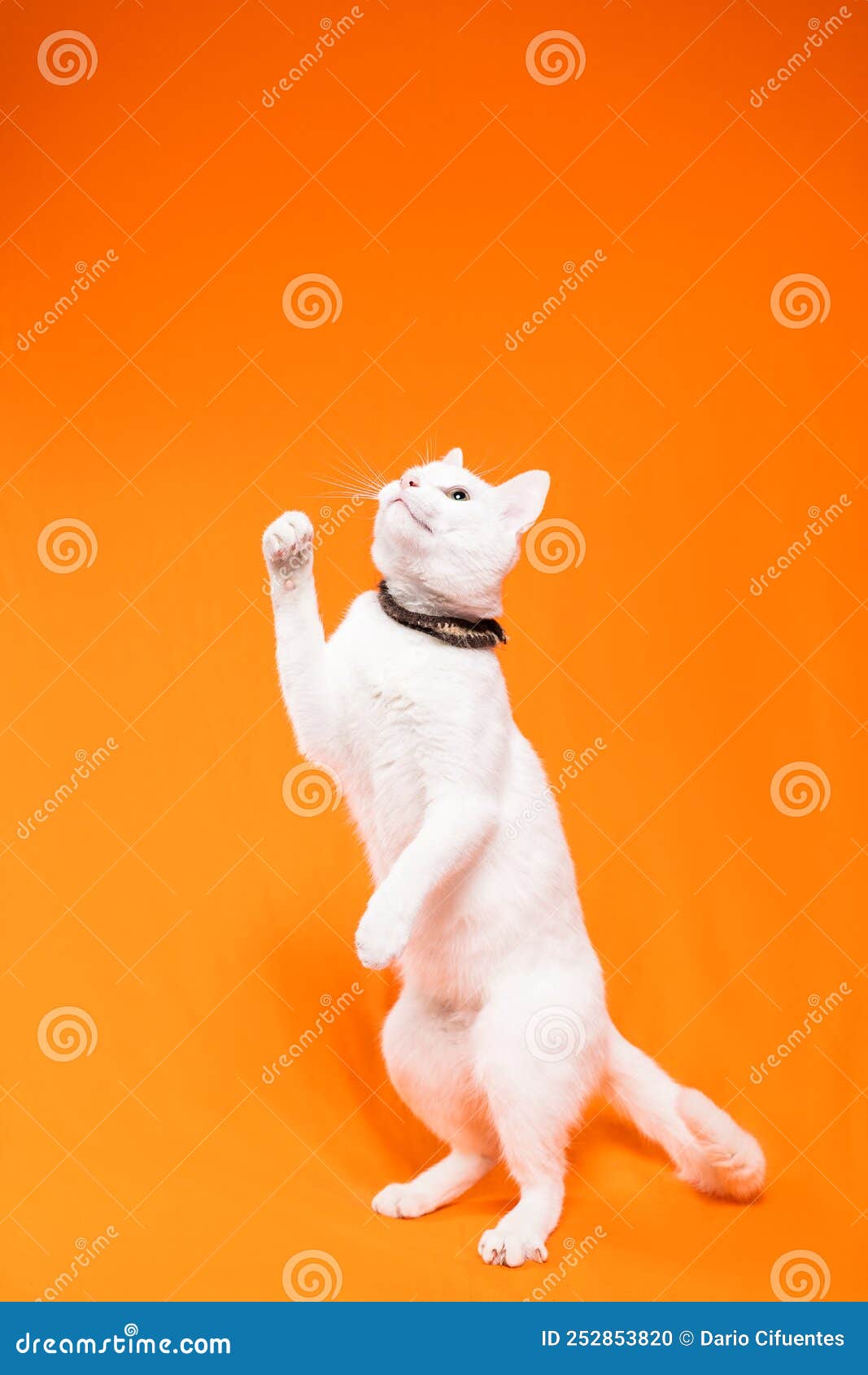 white cat, orange background, looking up and raising paw