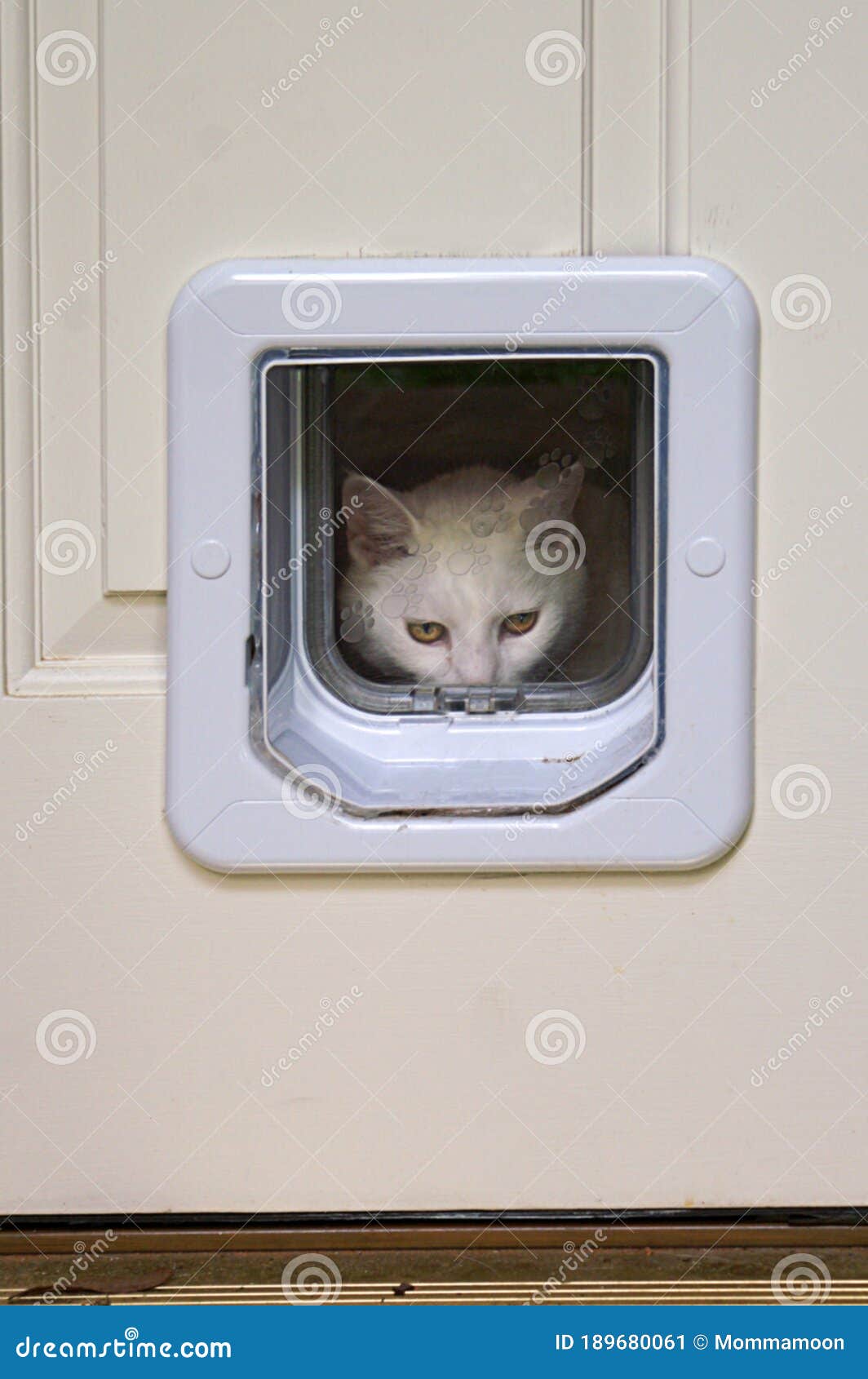 3,099 Cat Door White Photos - Free 