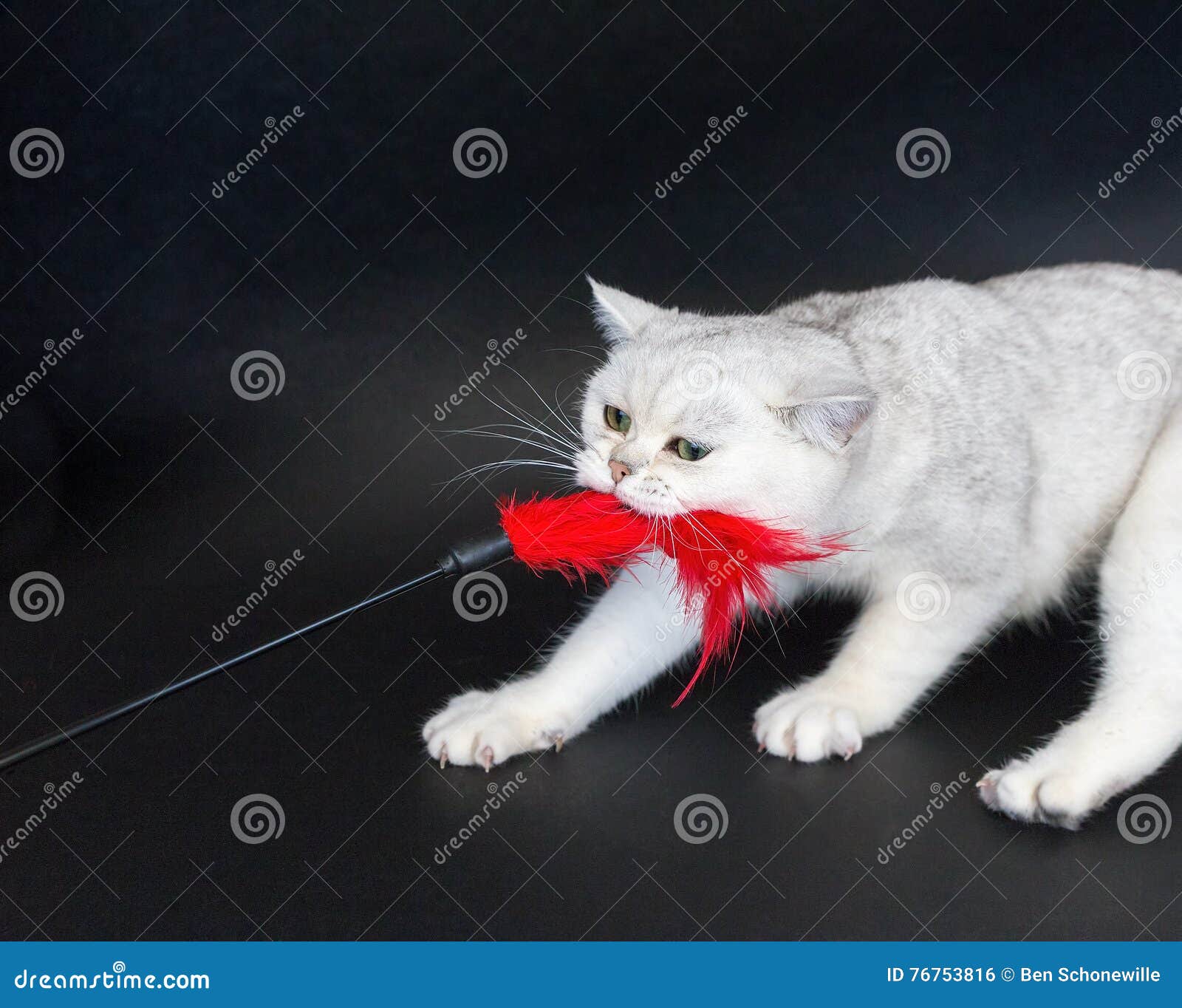 White Cat Playing Pulling Red Toy Stock Photo Image of background
