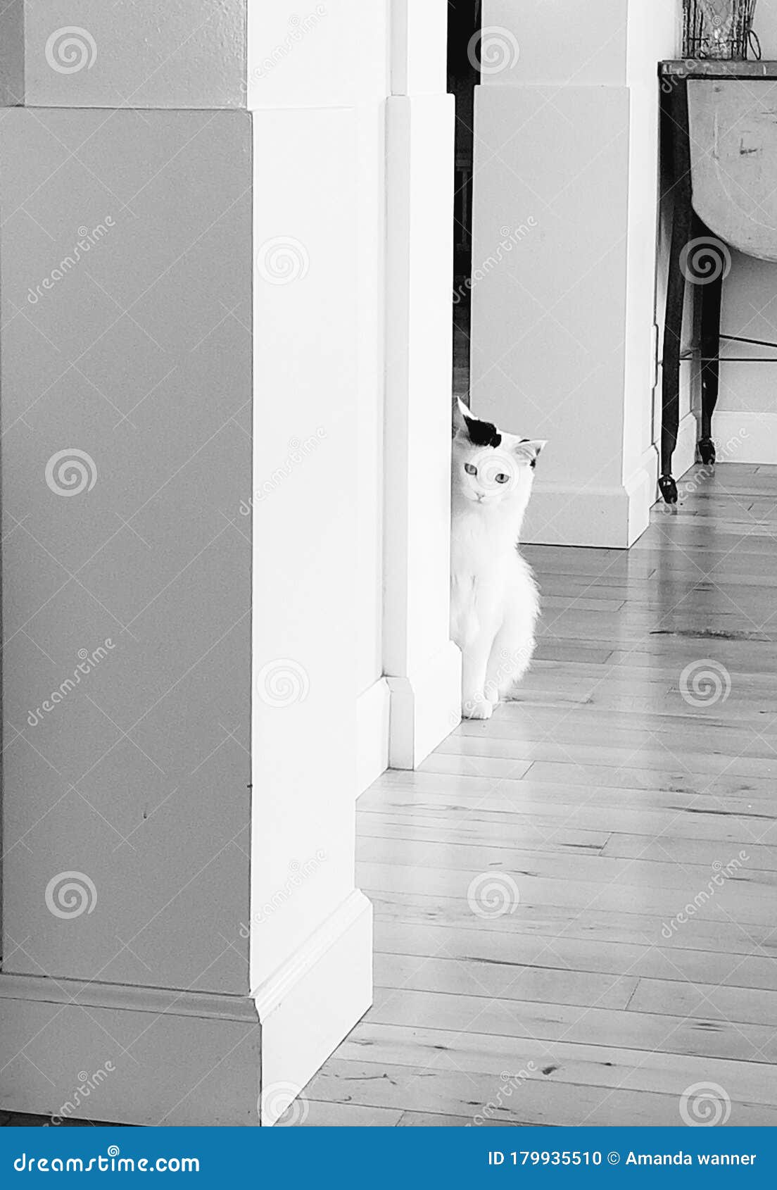 white cat questionably peeking around a corner