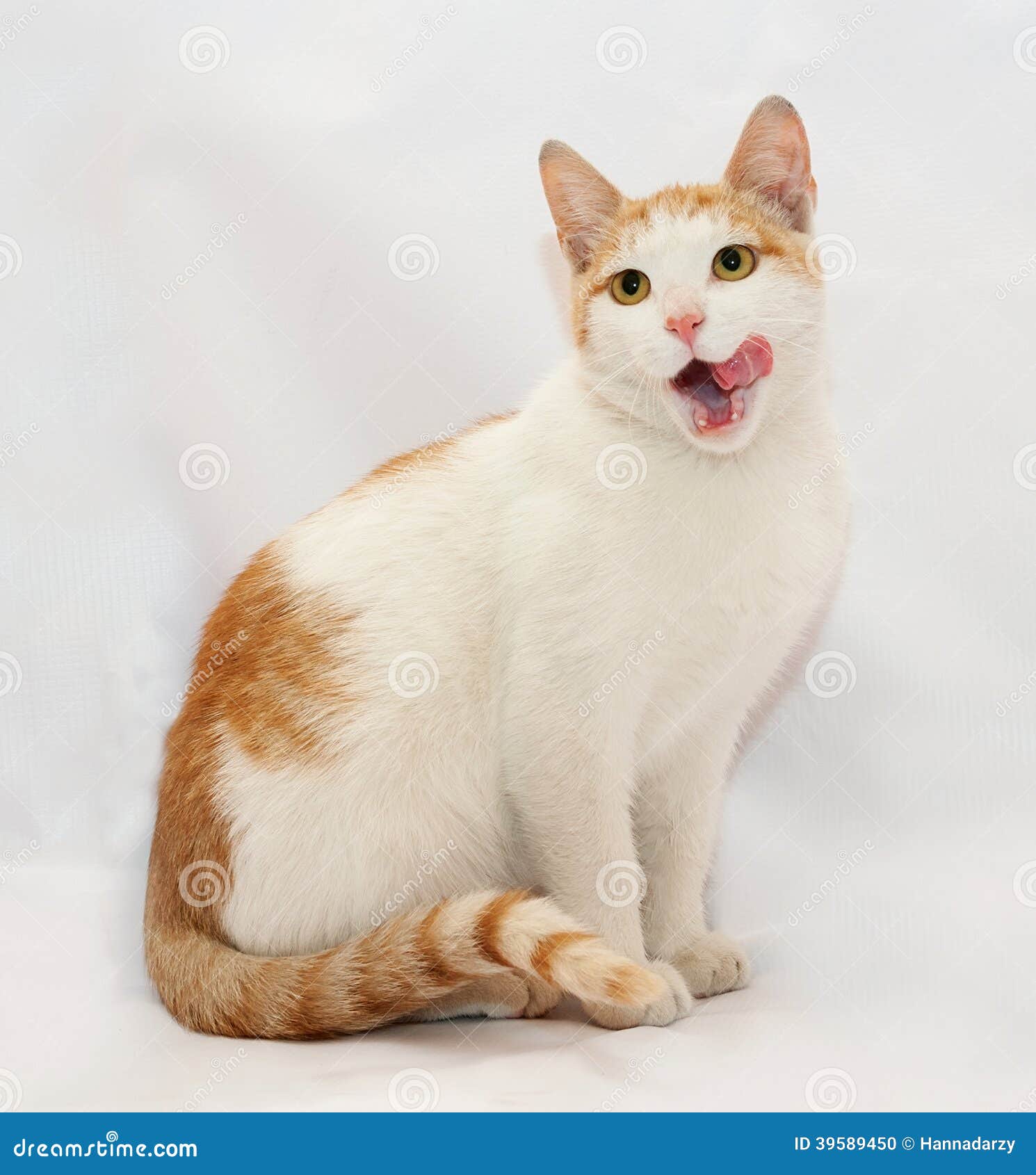 White Cat With Red Spots Sticking Out His Tongue Stock Photo - Image 