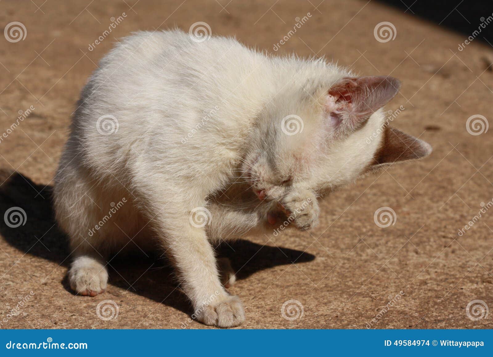 White sad cat stock photo. Image of white, pets, animal 49584974