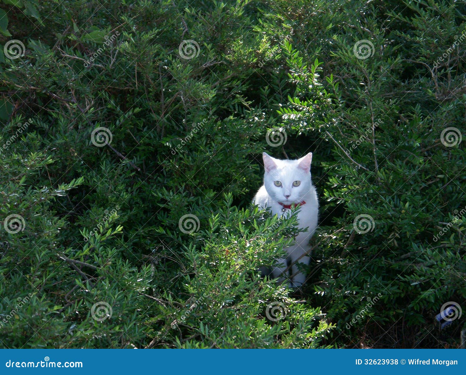 White cat in shrubbery stock photo. Image of white, bell 32623938