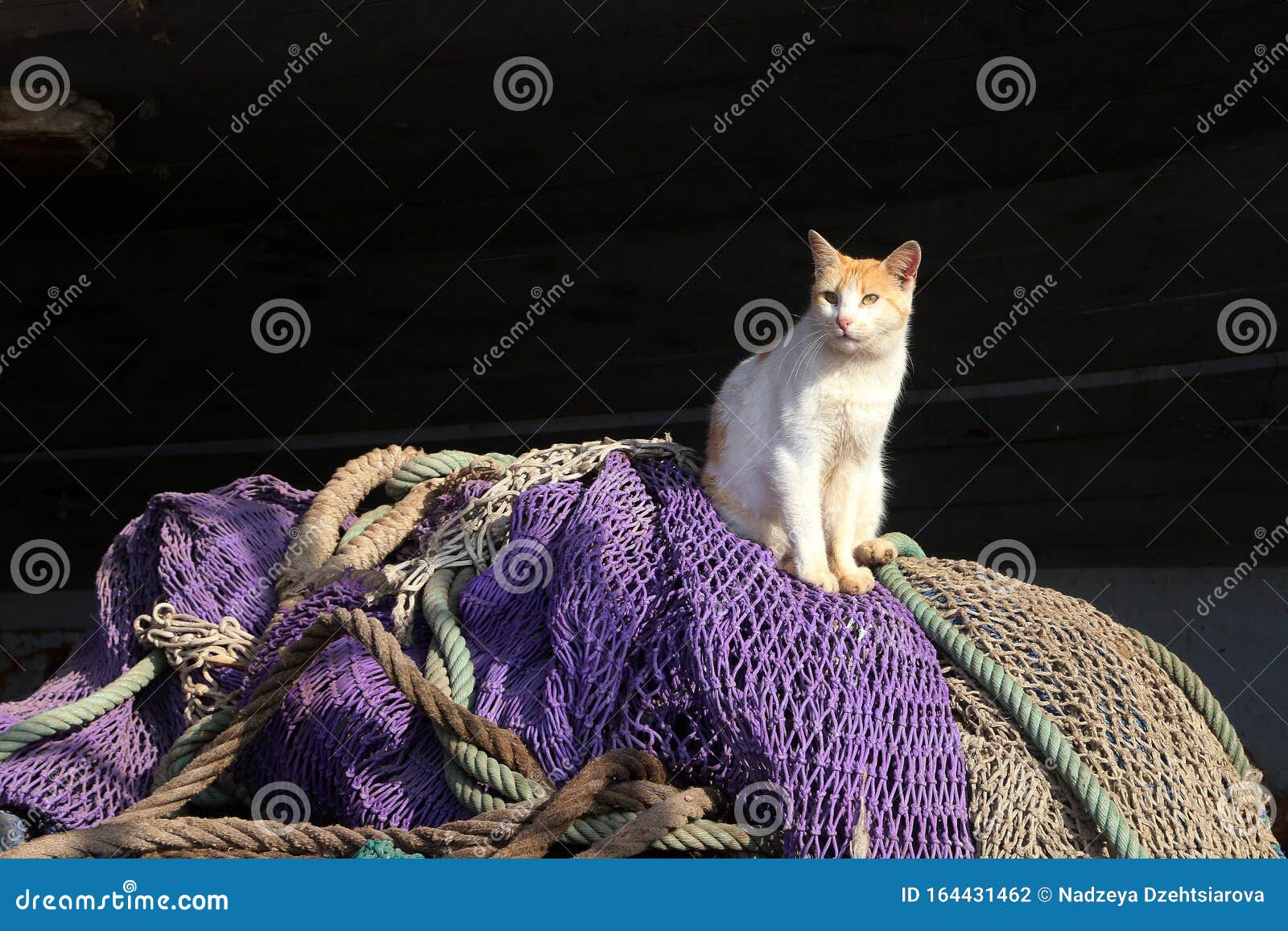 Cat sit on fishing nets stock photo. Image of kitty - 164431462