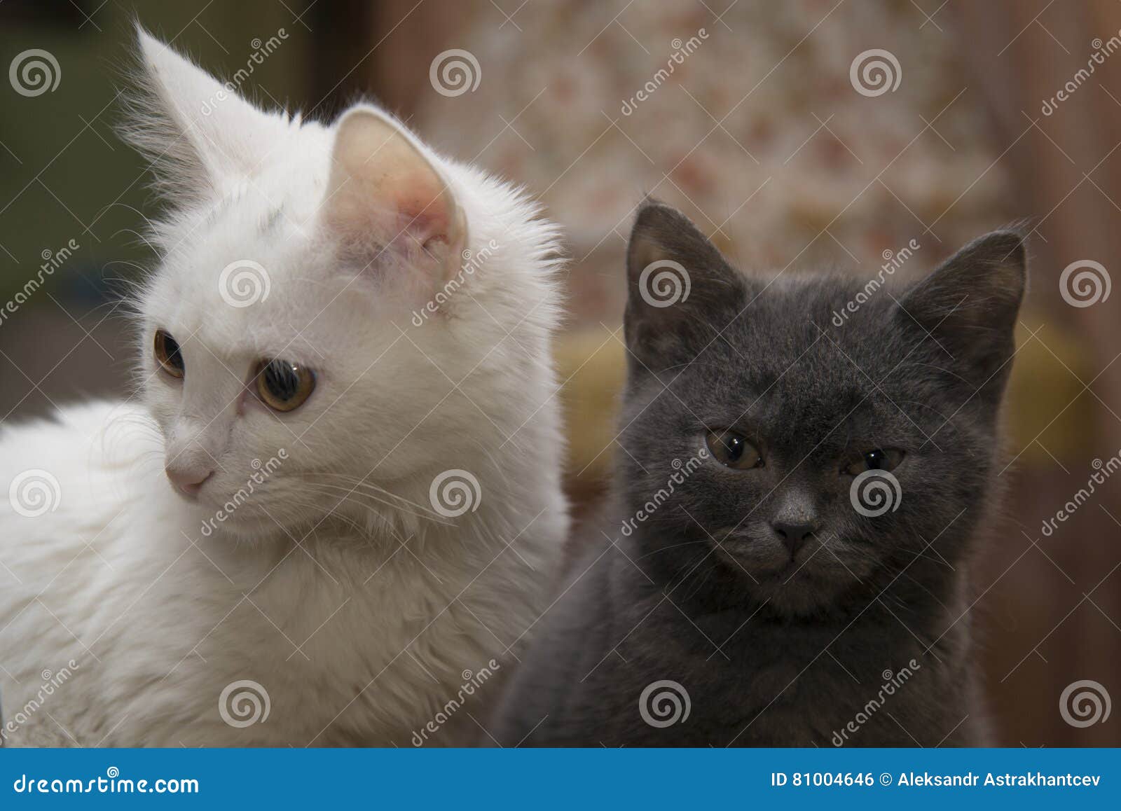 A White Cat Sits Next To a Grey Kitten. Stock Photo - Image of british ...