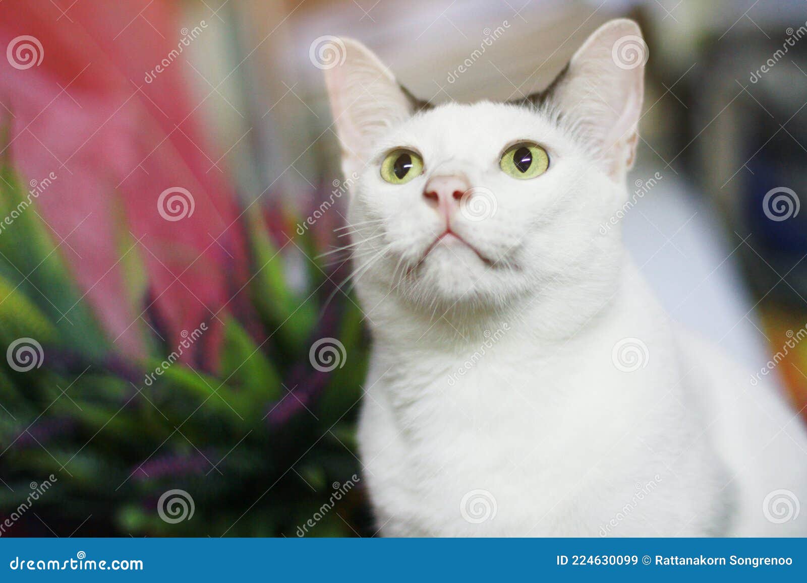 White Cat Sitting and Enjoy on Wood Terrace Stock Image Image of gray