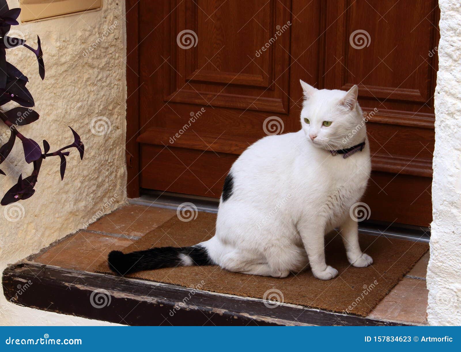 White Cat Sitting On The Stairs Near The Door Stock Image Image of