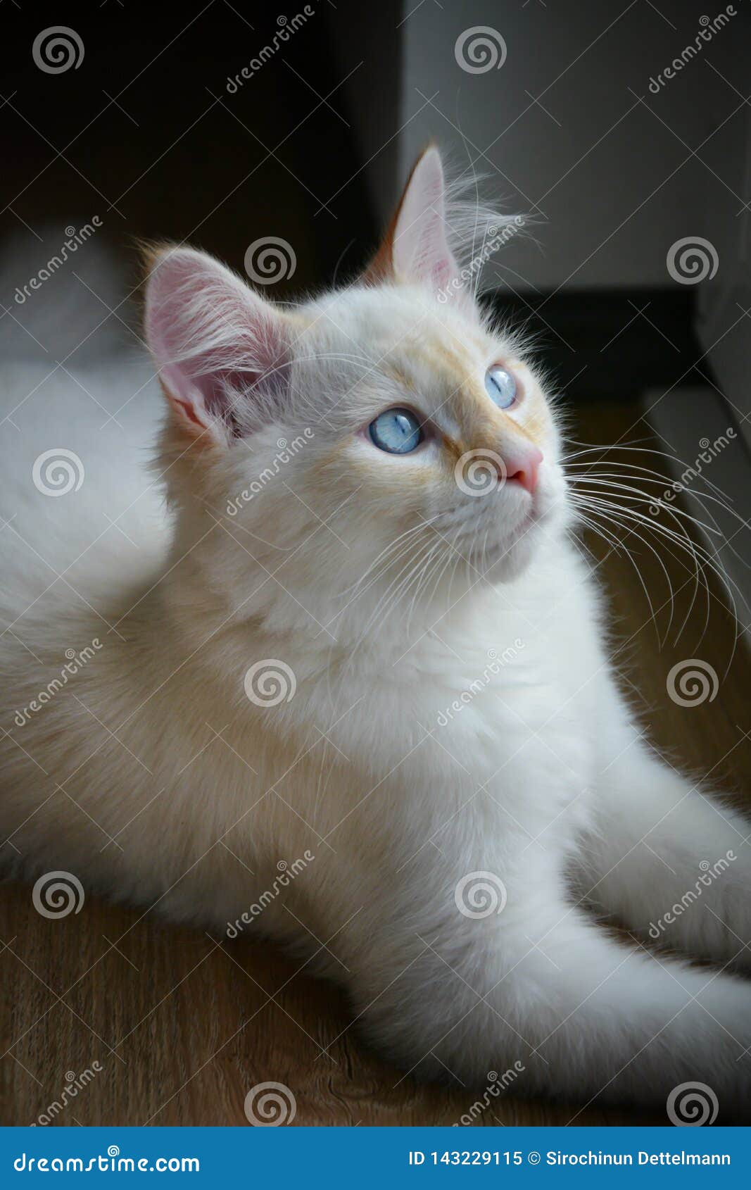 white cat sitting by the window.