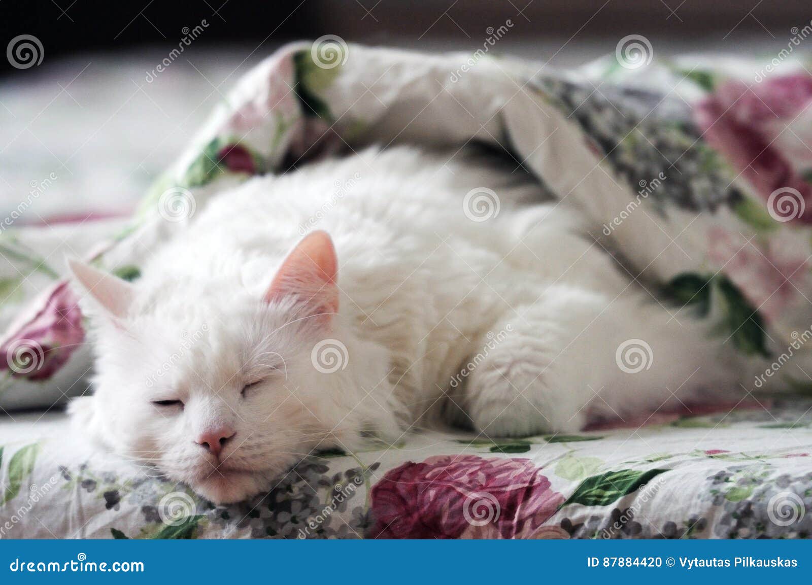 white cat on bed
