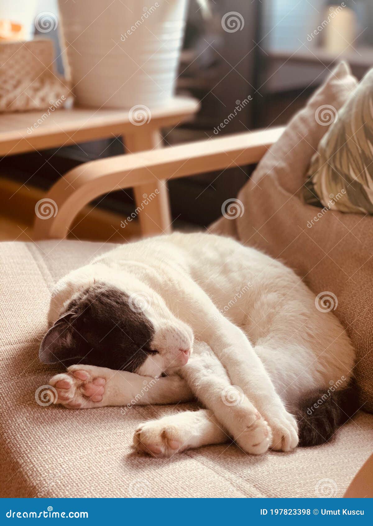White Cat Sleeping on Chair Stock Photo Image of chair, style 197823398