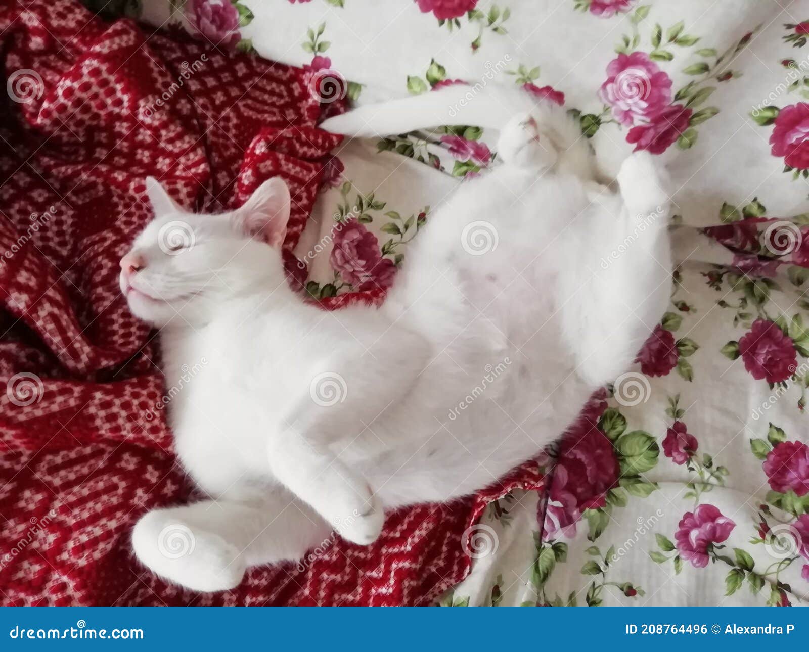 white cat sleeping on flowered white sheets