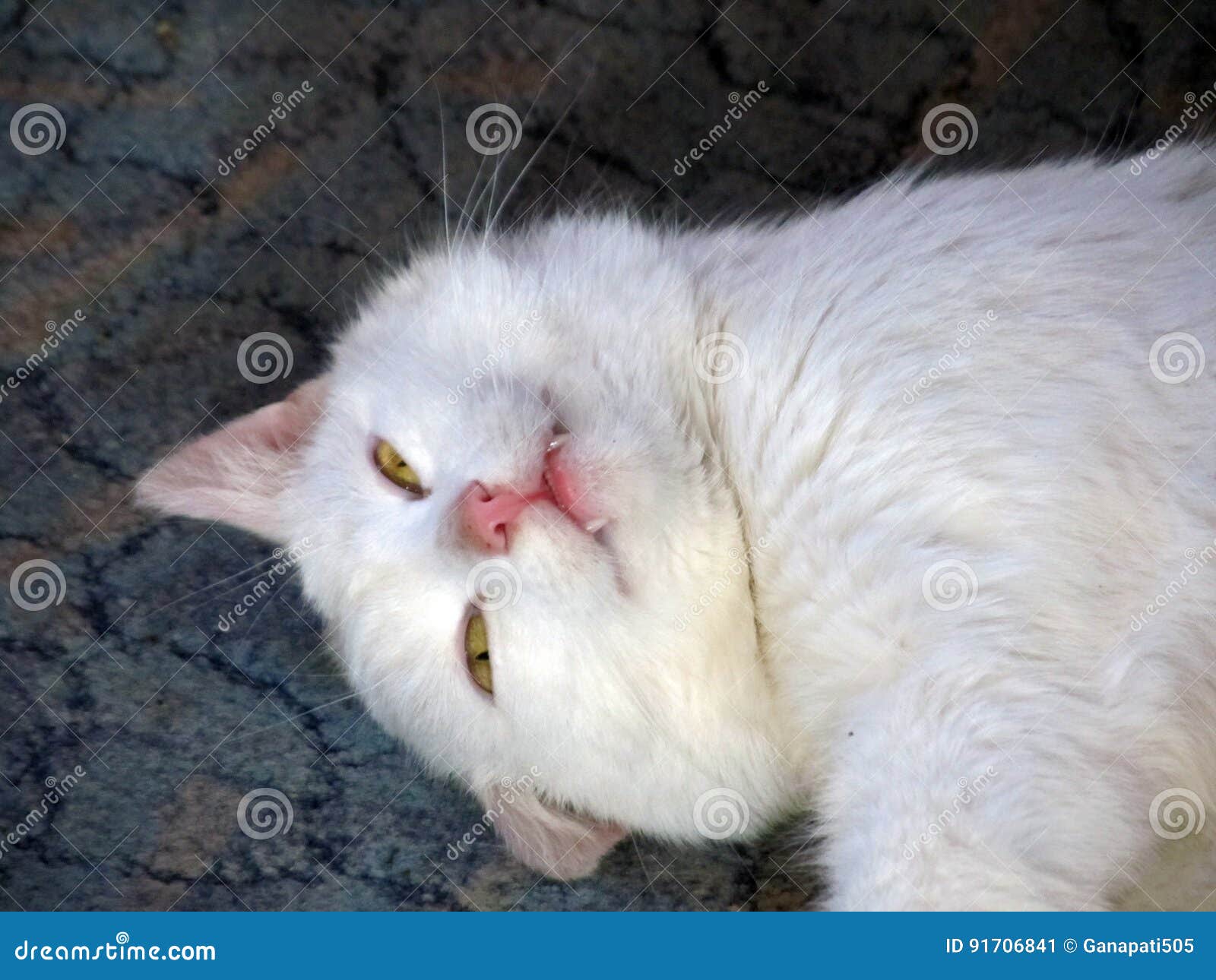 white cat smiling