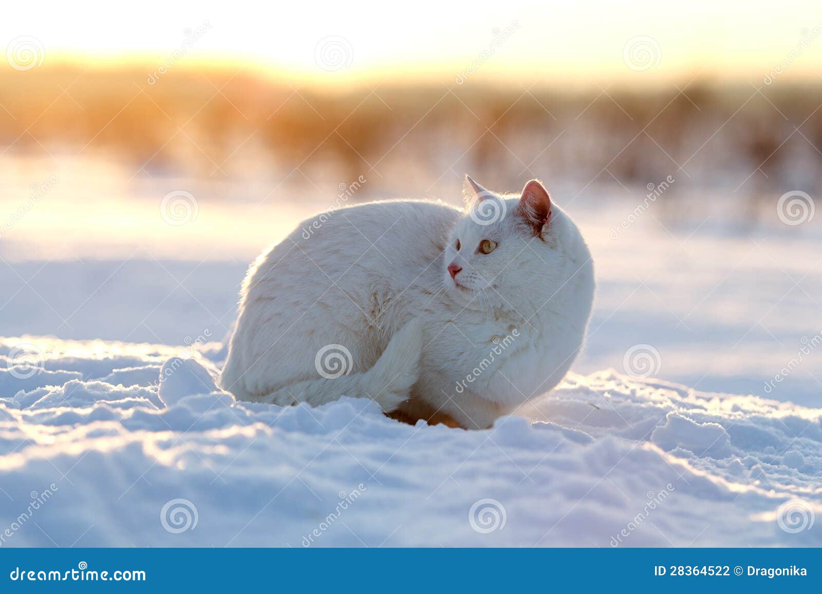 White cat on snow stock photo. Image of kitten, field 28364522