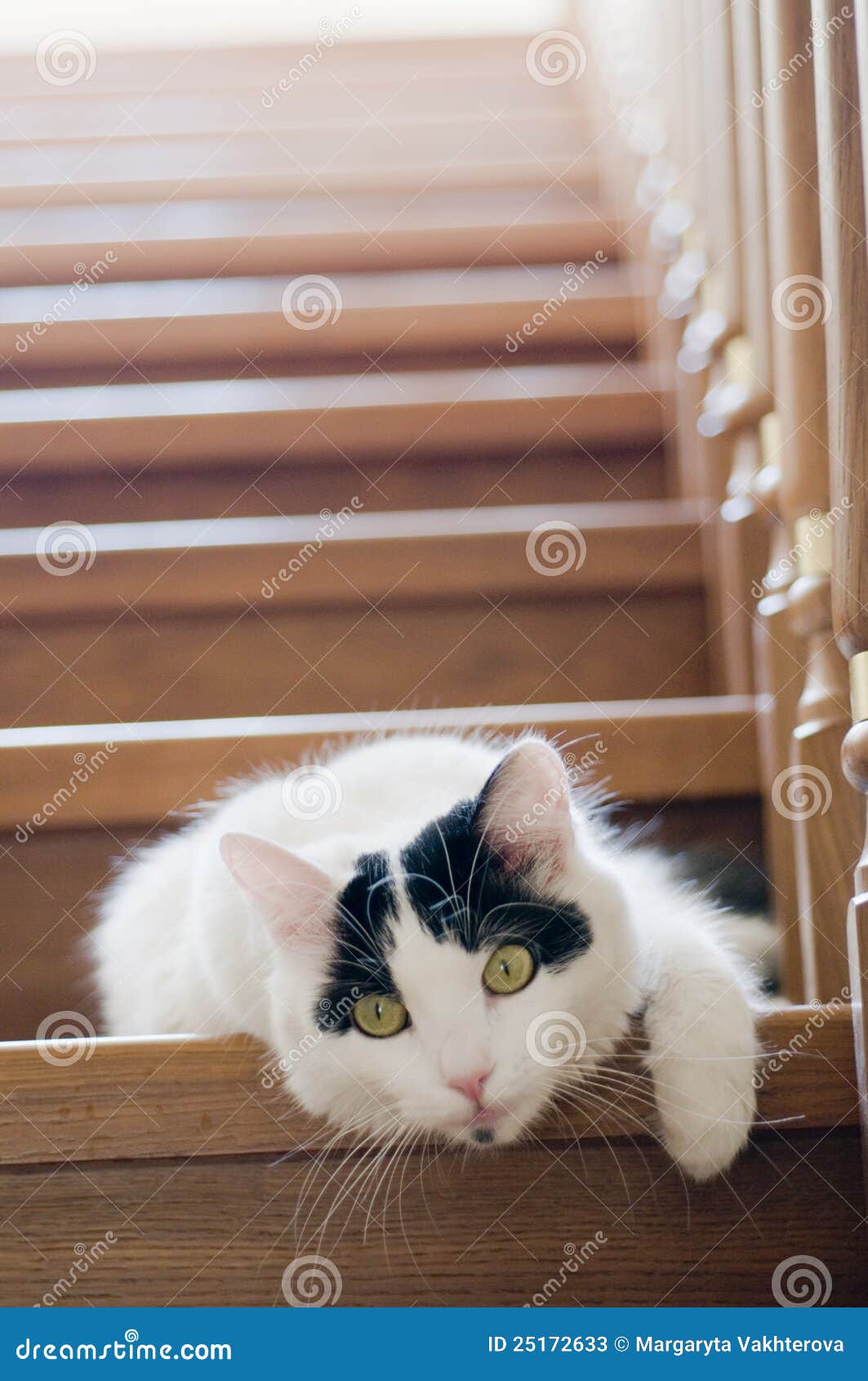 White cat on a stairs stock image. Image of staircase 25172633
