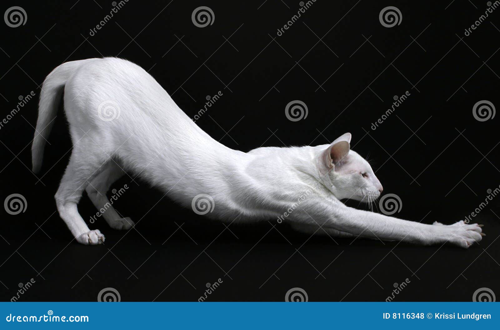 white cat stretching