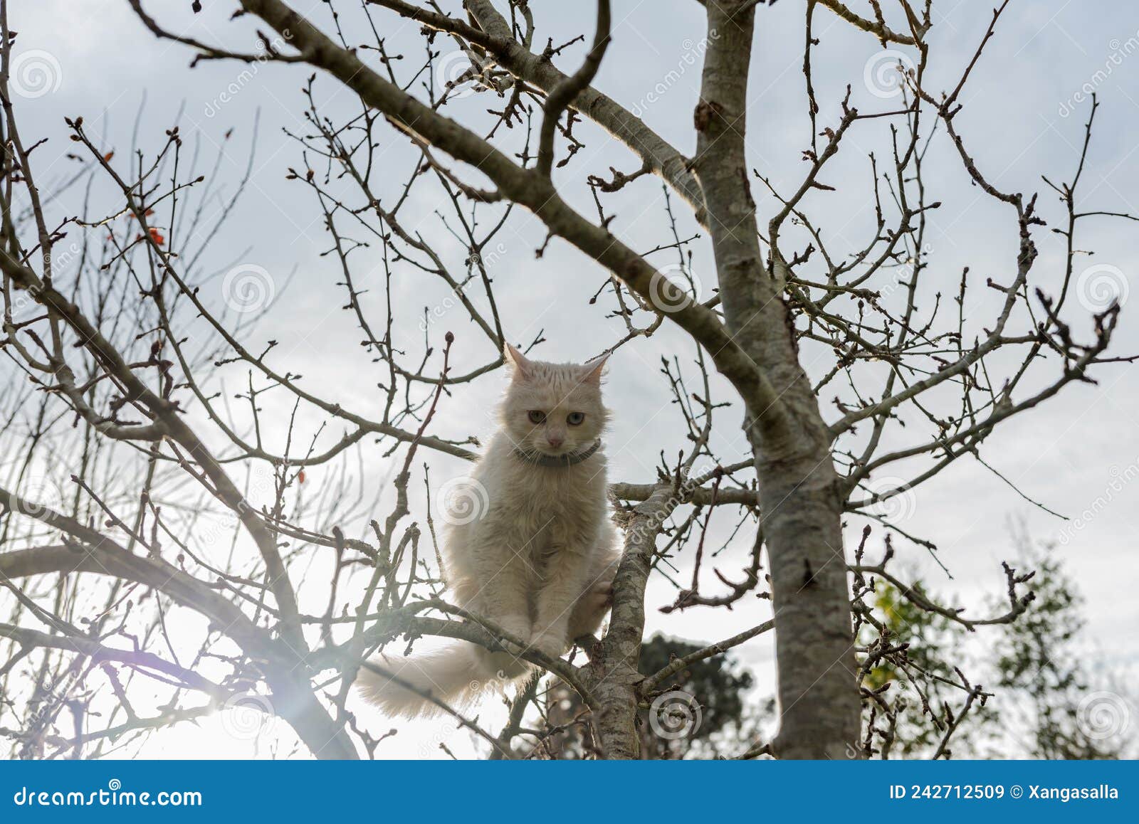 White Cat Up a Apple Tree in Garden Stock Image Image of wood