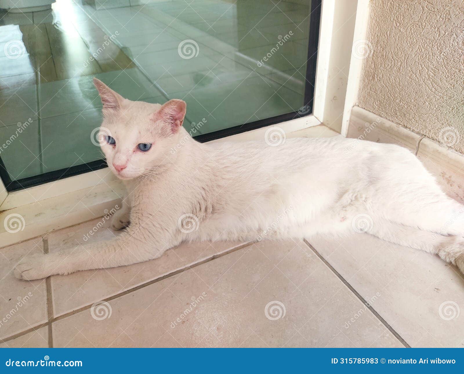 white cat is waiting his master infront of the house