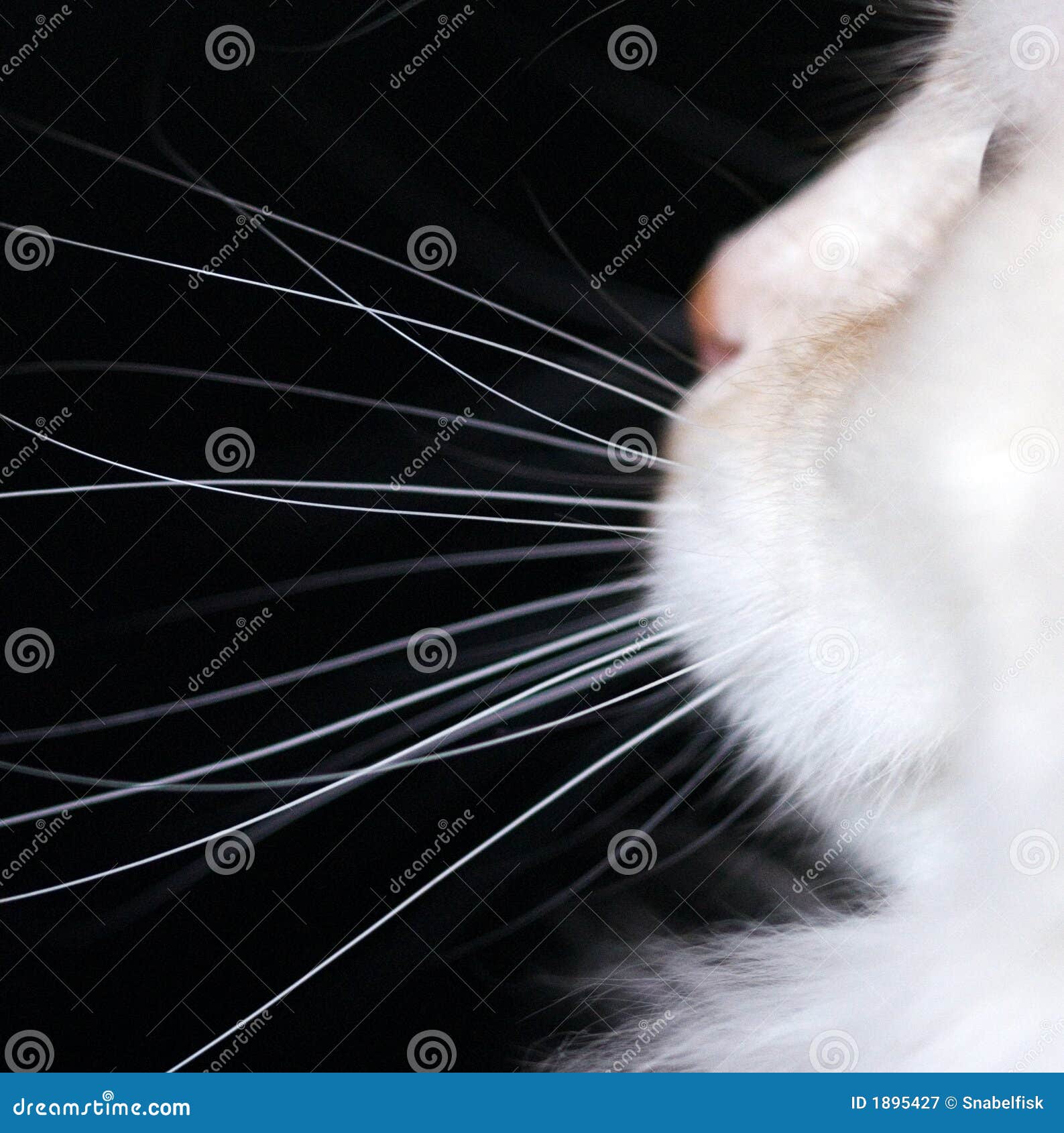  White Cat Whiskers  stock image Image of black kitten  