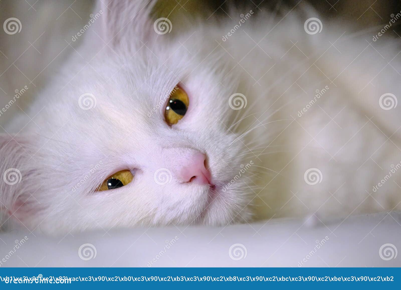 white cat yellow eyes