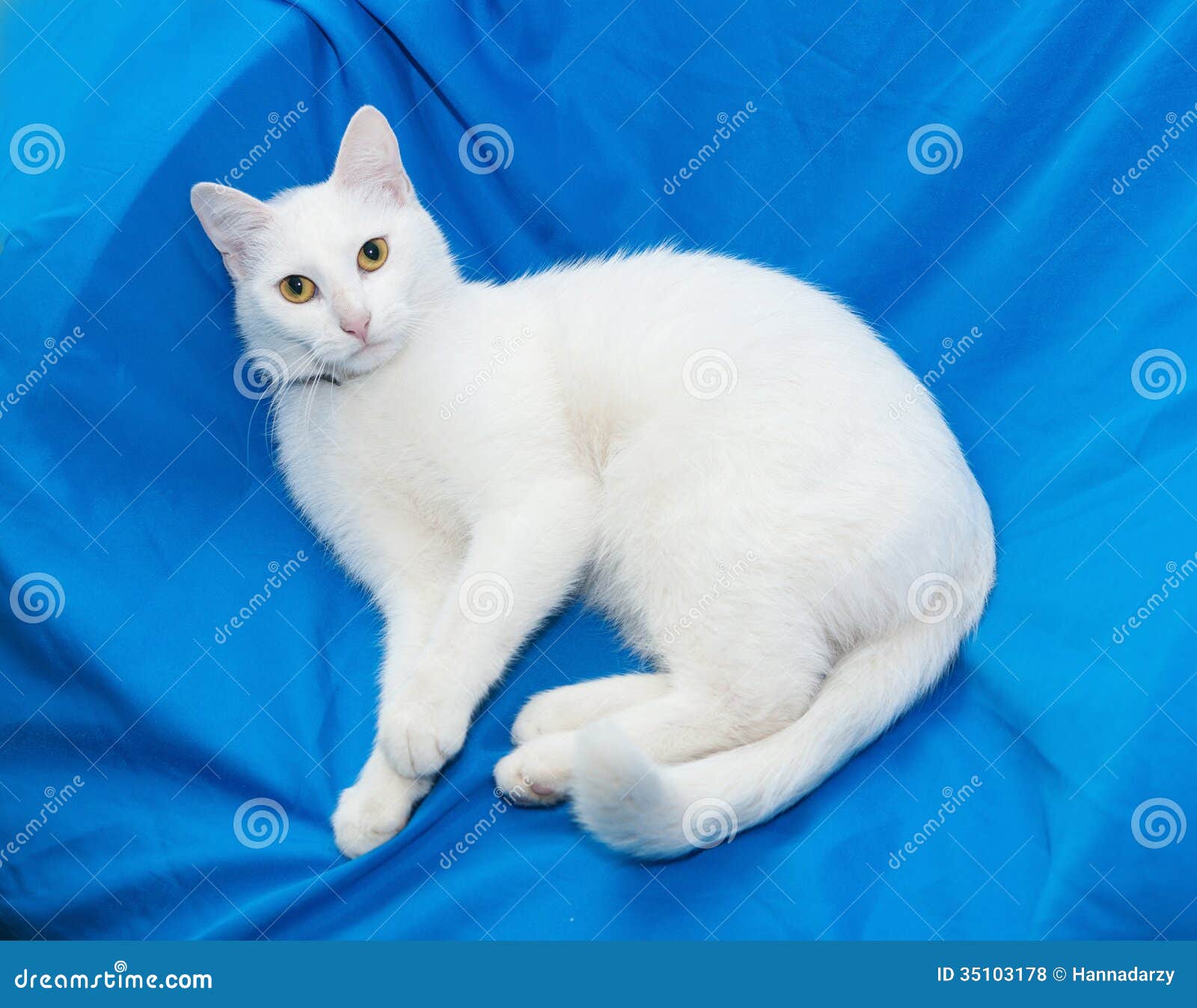 white cat yellow eyes