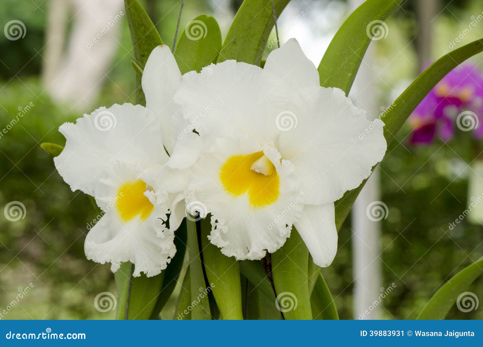 White cattleya orchid stock image. Image of floral, color - 39883931