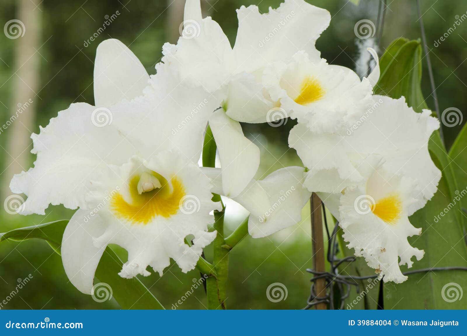 White cattleya orchid stock photo. Image of fresh, bloom - 39884004