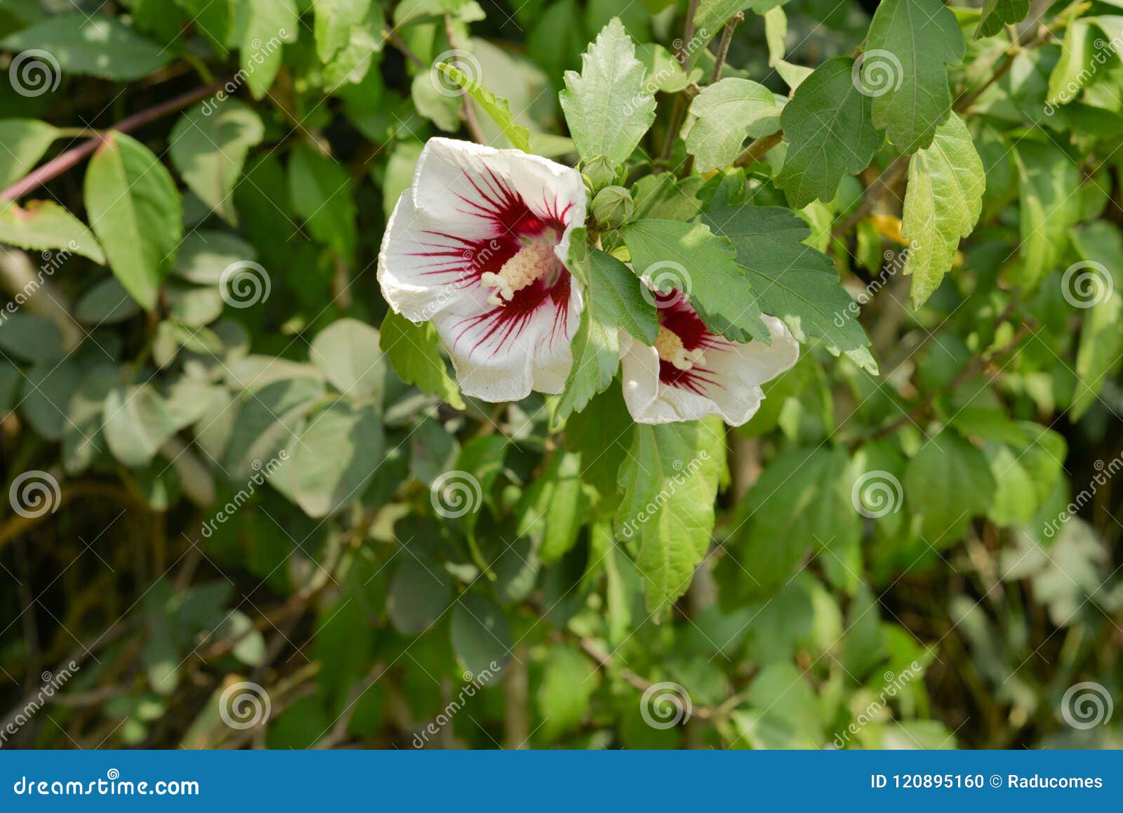 white chaba flower on a background of leaves