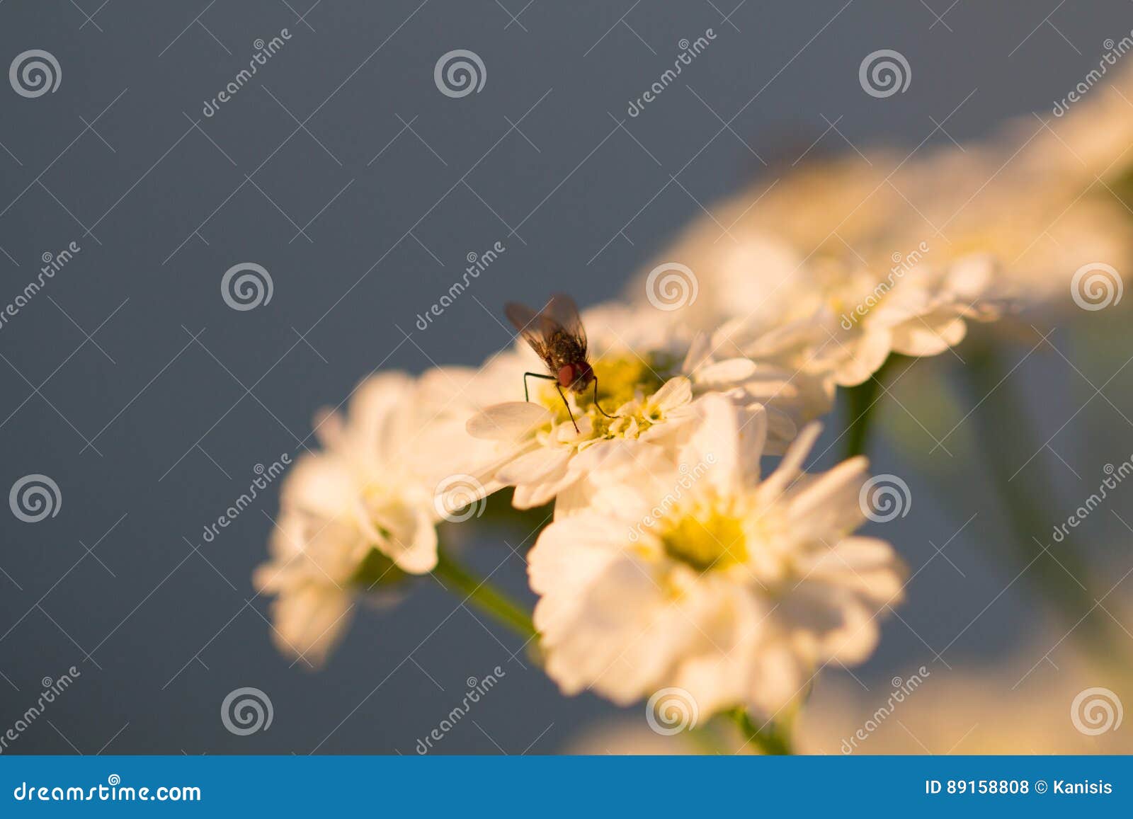 White Chamomile Flower Pollination by Fly Insect Stock Photo Image of