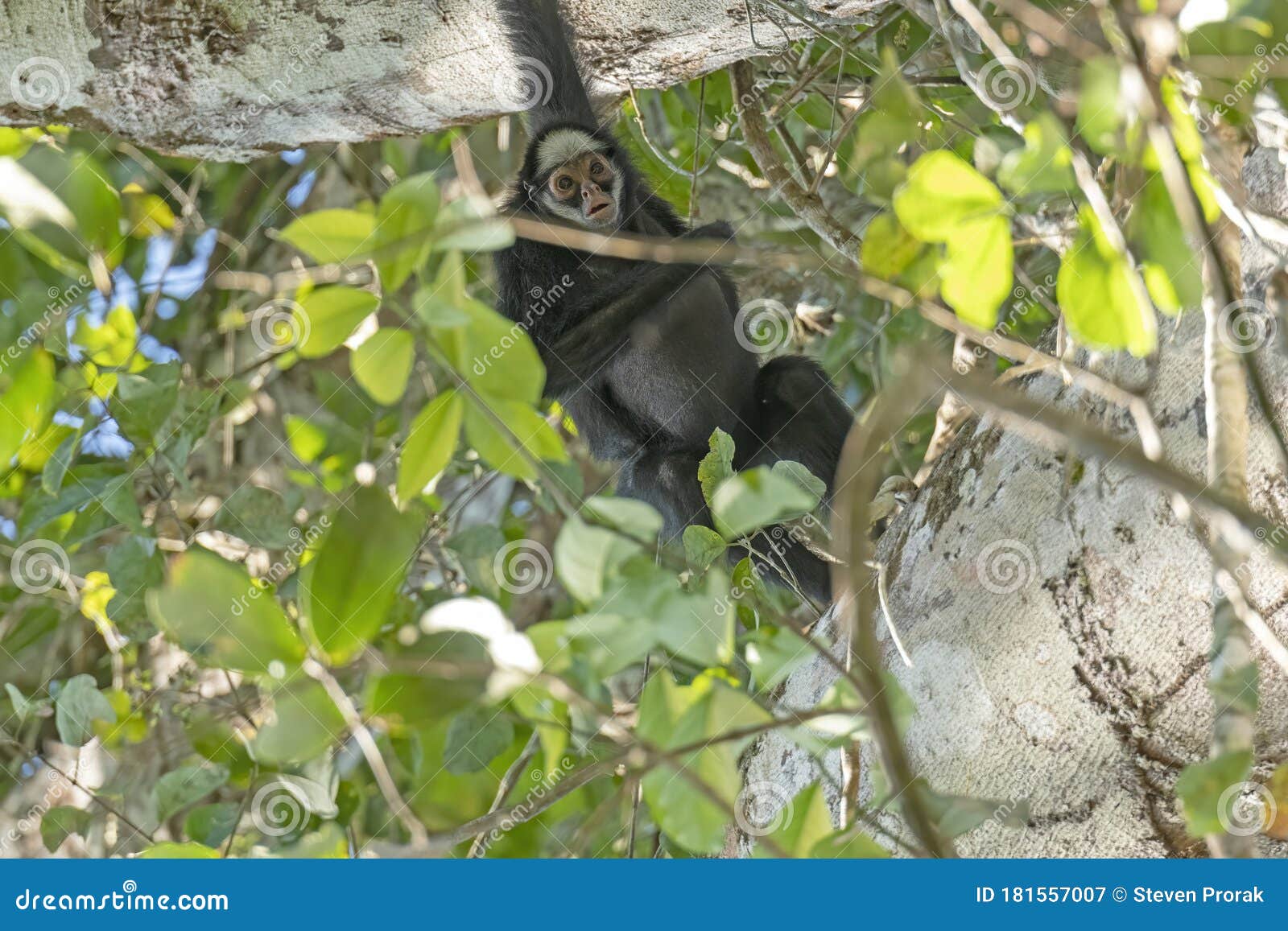 white cheeked spider monkey in the rainforest