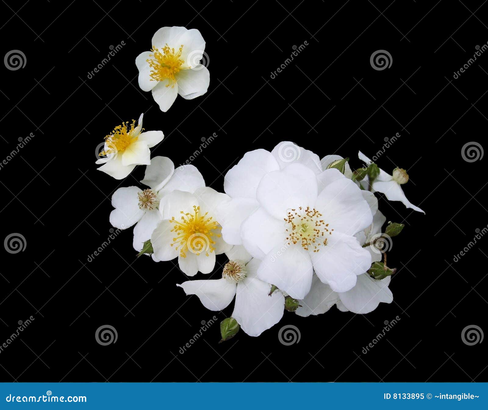white cherokee roses