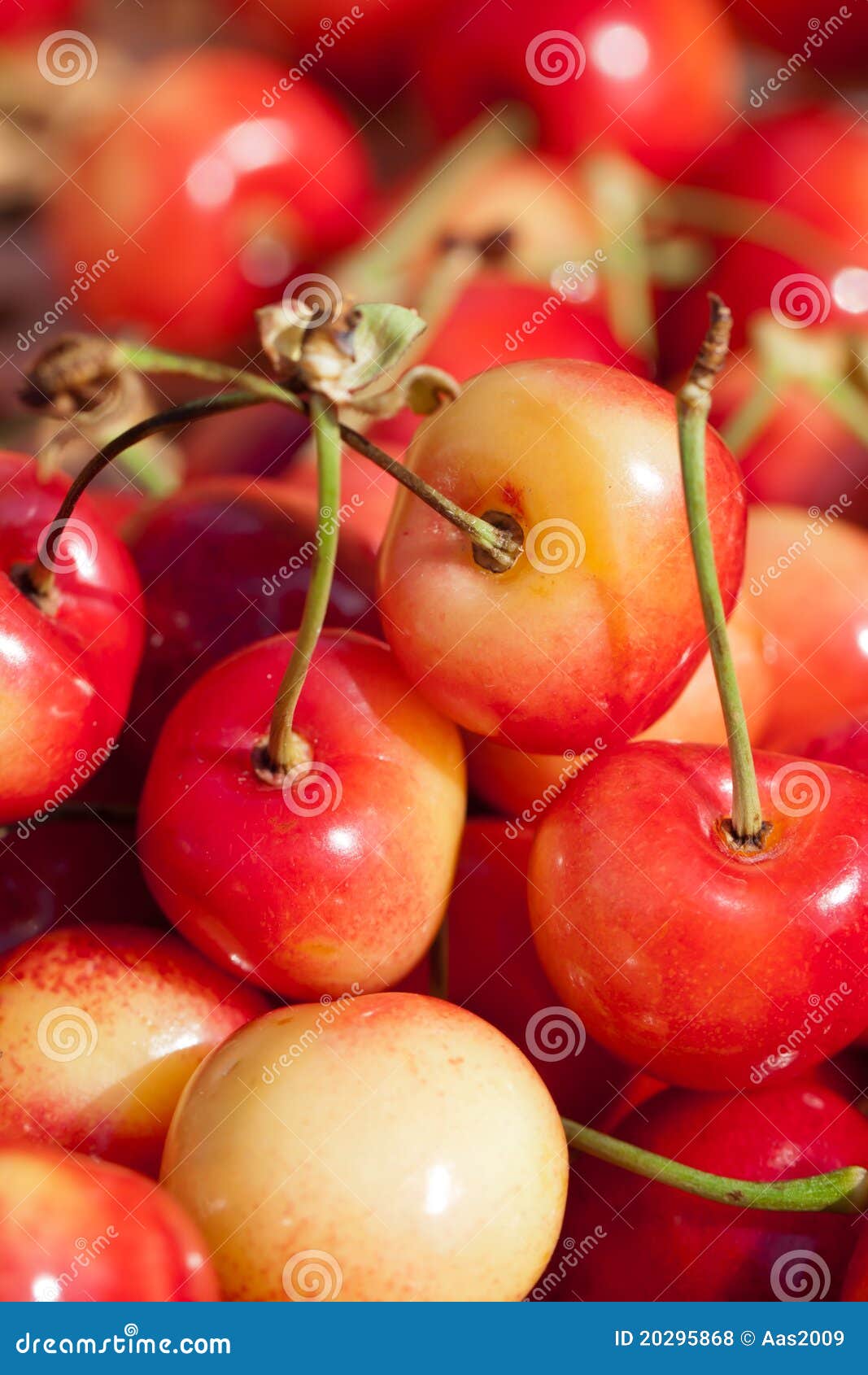 White cherries stock photo. Image of white, sweet, dessert 20295868