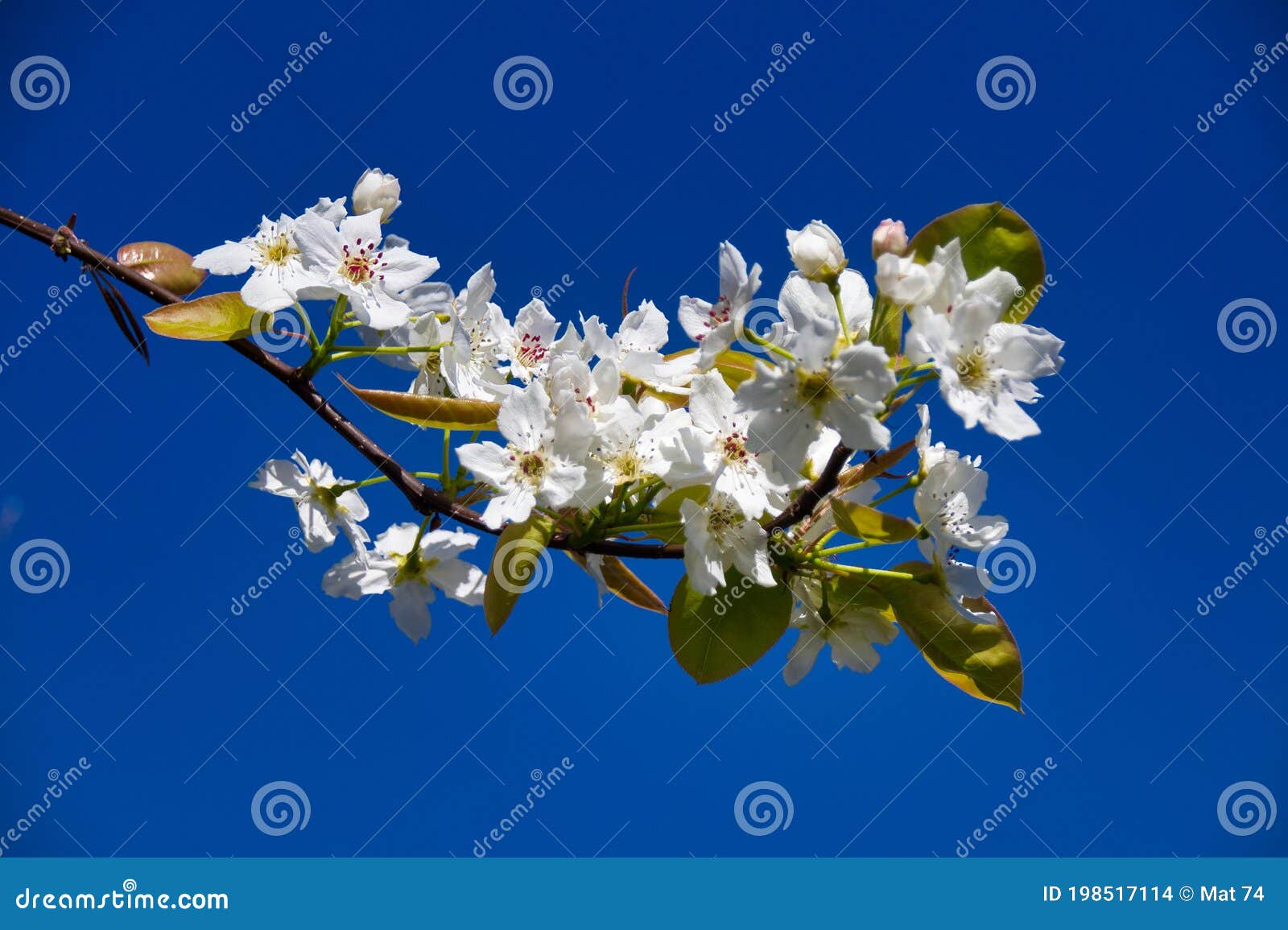 White cherry blossom stock photo. Image of branch, blossom 198517114