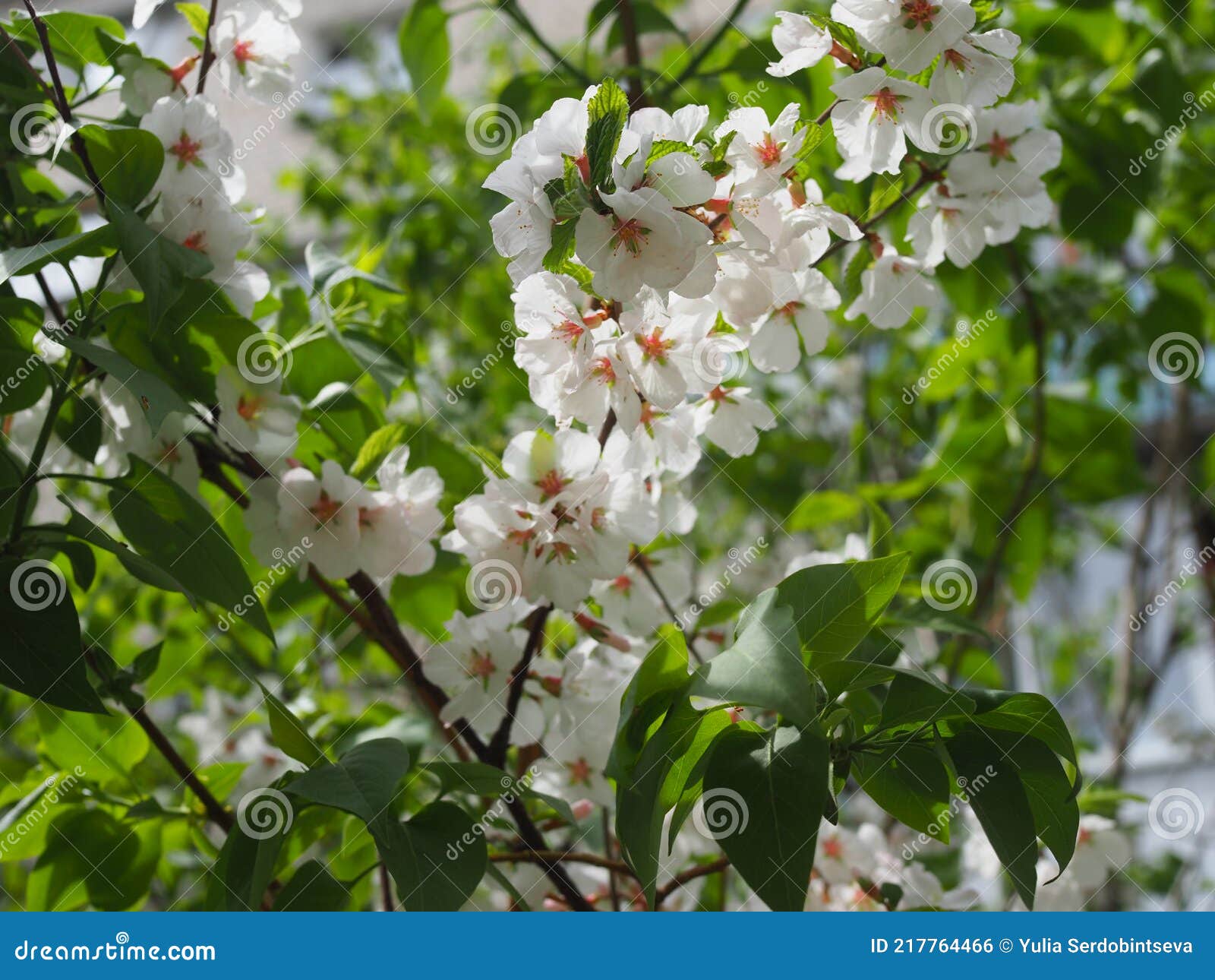 White Cherry Blossom Branches in Bloom, Spring Time Stock Photo Image