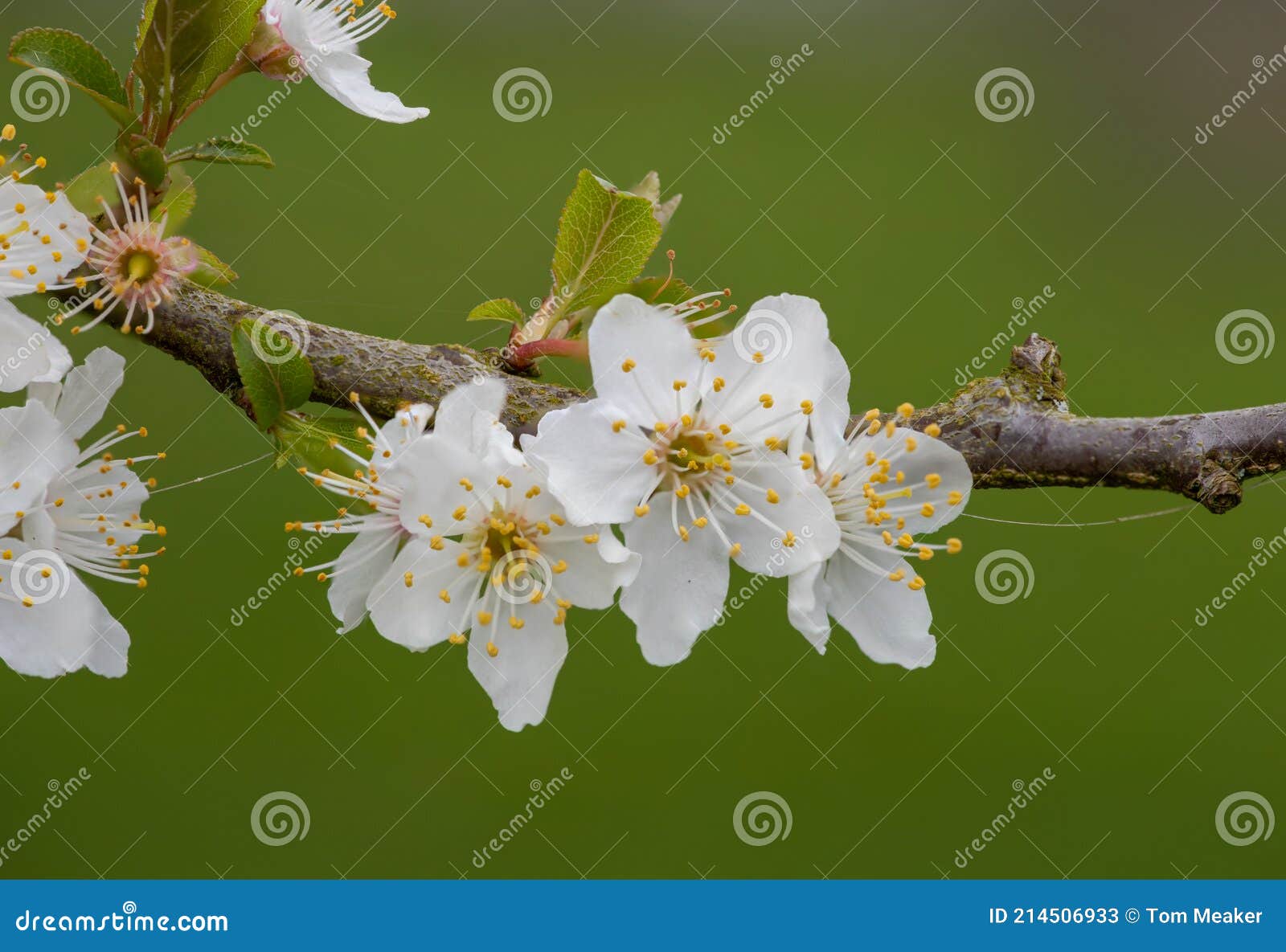 White cherry blossom stock image. Image of horizontal 214506933