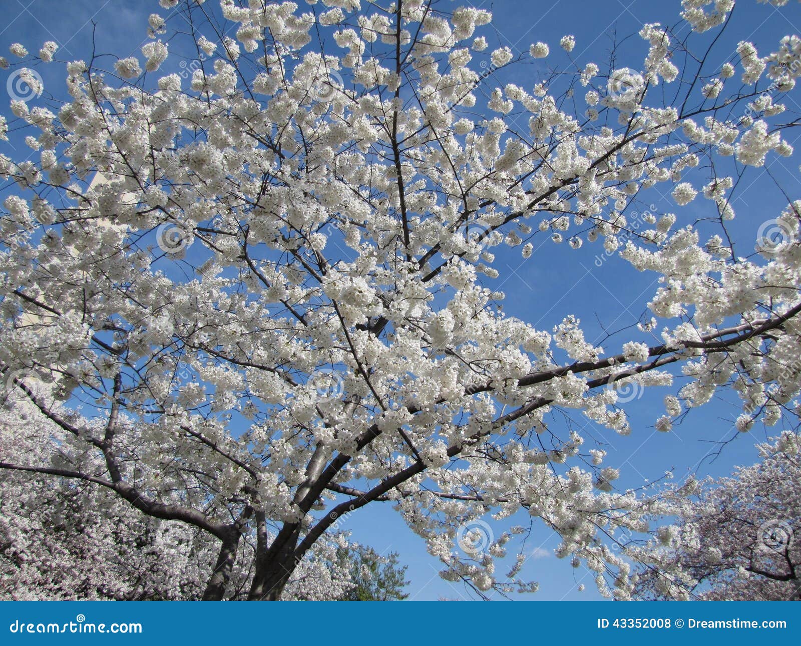 White Cherry Blossom Tree stock photo. Image of washingtondc 43352008