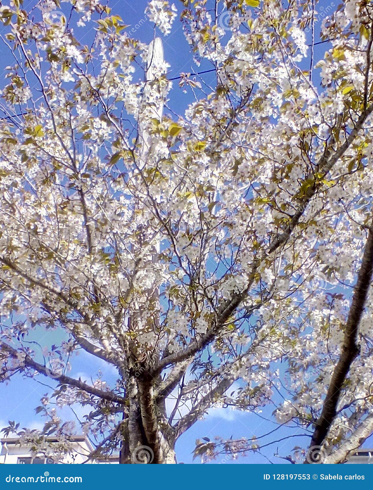 White Cherry Blossom Tree Stock Image Image Of Tree 128197553