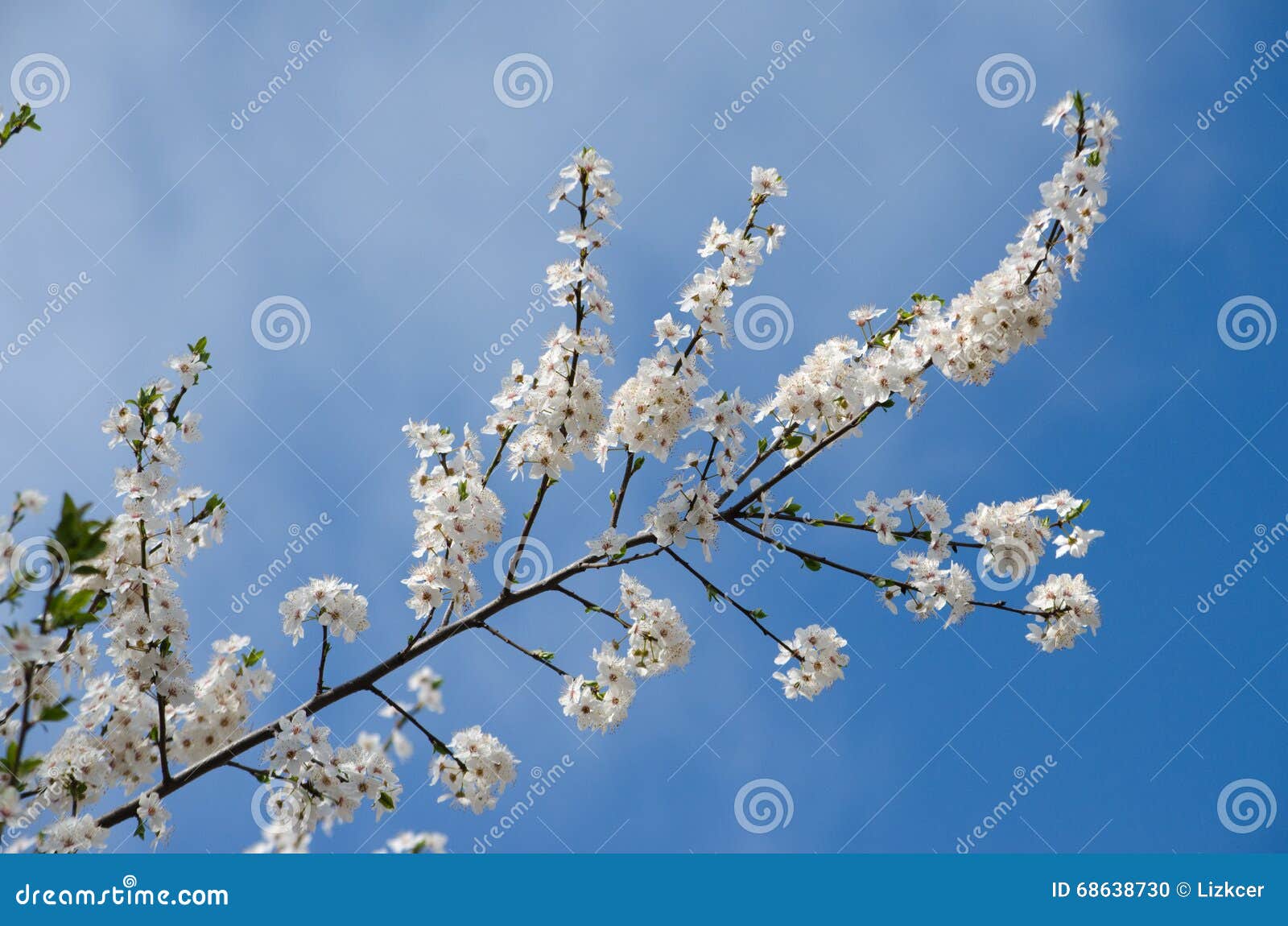 White cherry blossoms stock photo. Image of garden, plant 68638730