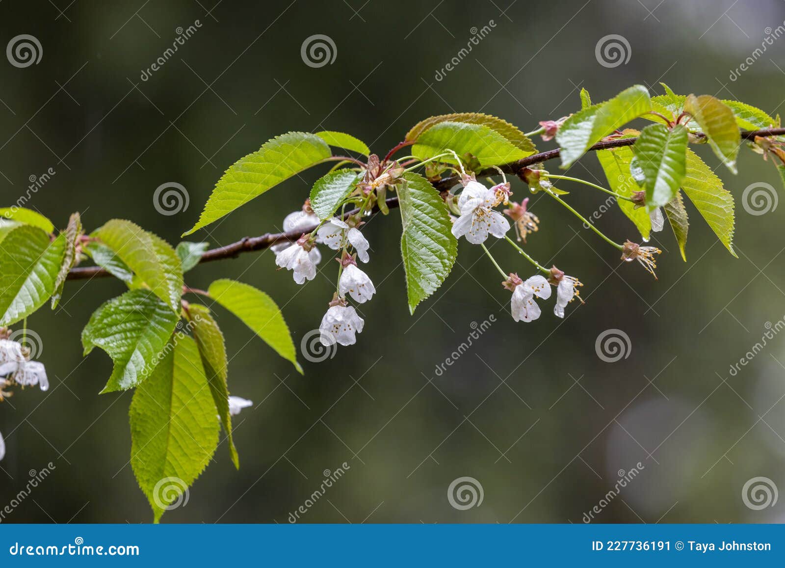 White Cherry Blossoms Growing on Tree in Spring Stock Image Image of
