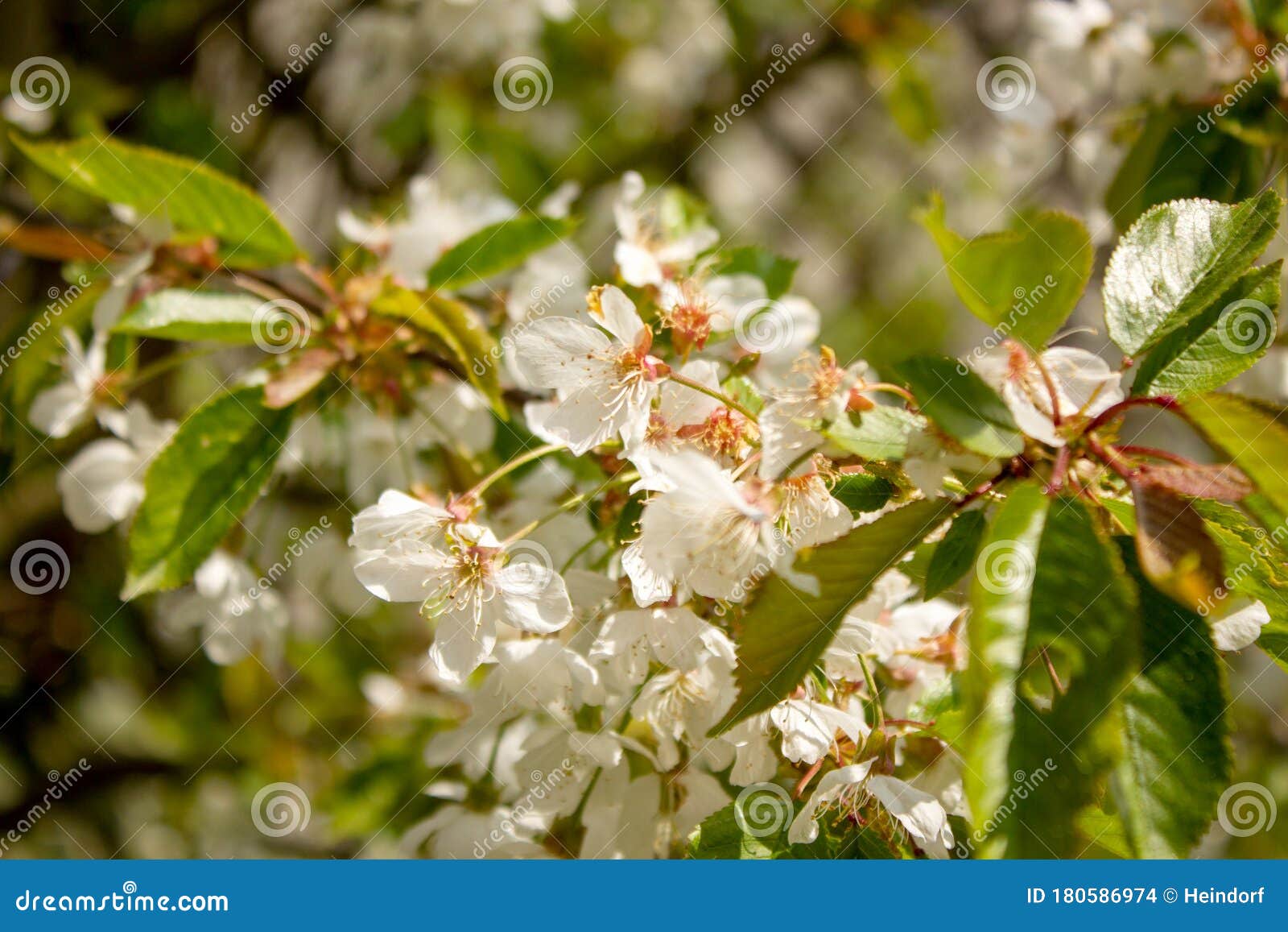 White Cherry Blossoms on a Cherry Tree in Spring To Blossom Fruit Trees